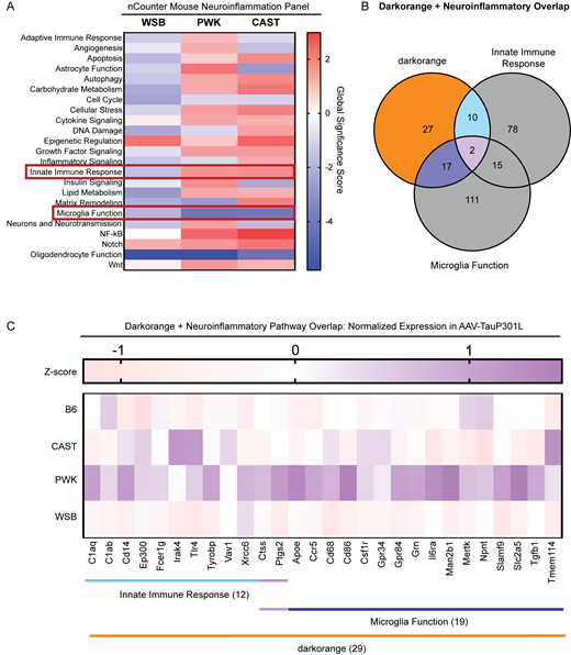 Signature C: Darkorange module and inflammatory response are enriched in PWK and CAST. DEGs were identified in CAST, PWK, and WSB mice injected with AAV-hTauP301L relative to B6.AAV-hTauP301L controls. (A) Global significance score for each nCounter mouse neuroinflammation annotation term was calculated using the Nanostring nSolver software. Red boxes indicate pathways (Innate Immune Response and Microglia Function) that were highlighted as they had the most drastic changes that were shared by both CAST and PWK mice. (B) An overlap of genes that make up the Signature C (darkorange module), Innate Immune Response, and Microglia Function. 29 genes were present in the darkorange module and at least one of the highlighted pathways. For the list of genes within these three pathways, please see Table S2 R. (C) Normalized expression of the 29 genes of interest within tau-injected mice was calculated as a z-score of normalized linear counts within tau-injected mice only. Heatmap of these 29 genes of interest shows that, within AAV-hTauP301L–injected mice, PWK mice had elevated expression of them.