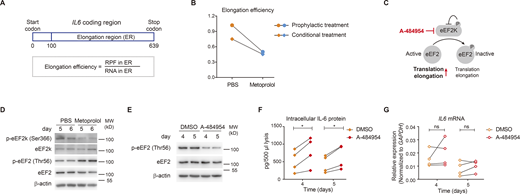 Metoprolol suppresses IL-6 translation elongation via targeting the eEF2K–eEF2 axis. (A) Schematic depiction of elongation efficiency calculation. (B) Elongation efficiency of IL6 in PBS and metoprolol (100 μM) treated monocytes. (C) Schematic depiction of the eEF2K–eEF2 axis–mediated translation regulation. (D) CD14+ human monocytes were treated with PBS or metoprolol (100 μM) and cultured with KS for indicated time points. The protein levels of p-eEF2K (Ser366), total eEF2K, p-eEF2 (Thr56), and total eEF2 were detected by Western blotting. Representative data of three independent experiments. (E–G) CD14+ human monocytes were cultured with KS for indicated time points and treated with DMSO or A-484954 (25 μΜ) for 6 h before sample analysis. The protein levels of p-eEF2 (Thr56) and total eEF2 were detected by Western blotting (E). Representative data of three independent experiments. Intracellular IL-6 levels were measured by ELISA (F) and IL6 mRNA levels were measured by qPCR (G). *P < 0.05, ns, not significant; two-tailed paired t test in F and G. Independent experiments in F and G were performed with cells from one healthy donor for each experiment. Source data are available for this figure: SourceData F3. Refer to the image caption for details.