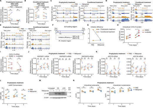 Effects of metoprolol on monocyte translatome, cAMP production, and catecholamines production. (A and B) CD14+ human monocytes were treated with PBS or metoprolol (100 μM) prophylactically (A) or conditionally (B) and cultured with KS generated by CD19 targeting BBz-CAR T cells for indicated time points. IL6 mRNA levels were measured by qPCR. (C–E) Read densities of RPFs (upper) and RNA (lower) of LYZ (C), TNF (D), and IL1B (E) in PBS and metoprolol (100 μM) prophylactically (left) and conditionally (right) treated monocytes. Dashed squares represent the coding region. (F) Schematic depiction of initiation efficiency calculation. (G) Initiation efficiency of IL6 in PBS and metoprolol (100 μM) treated monocytes. (H and I) CD14+ human monocytes were cultured with KS for indicated time points and treated with DMSO or A-484954 (25 μΜ) for 6 h before sample analysis. Intracellular CXCL10 levels were measured by ELISA (H) and CXCL10 mRNA levels were measured by qPCR (I). (J) CD14+ human monocytes were treated with PBS or metoprolol (100 μM) and cultured with KS for indicated time points. RAPGEF1, RAPGEF2, and RAPGEF6 mRNA levels were measured by qPCR. (K and L) CD14+ human monocytes were treated with PBS or metoprolol (100 μM) and cultured with KS for indicated time points. ADCY4 and ADCY9 mRNA levels were measured by qPCR (K). Intracellular cAMP levels were measured by cAMP detection kit (L). (M) CD14+ human monocytes were treated with PBS or metoprolol (100 μM) prophylactically and cultured with KS or stimulated with LPS (10 ng/ml) for 3 d. The protein levels of β1 adrenergic receptor were detected by Western blotting. Representative data of three independent experiments. (N) CD14+ human monocytes were treated with PBS or metoprolol (100 μM) and cultured with KS for indicated time points. Intracellular adrenaline and noradrenaline concentrations were measured by detection kit. *P < 0.05, ns, not significant; two-tailed paired t test in A, B, H–L, and N. Representative data of three independent experiments in M. Independent experiments in A, B, and H–N were performed with cells from one healthy donor for each experiment. Source data are available for this figure: SourceData FS2. Refer to the image caption for details.