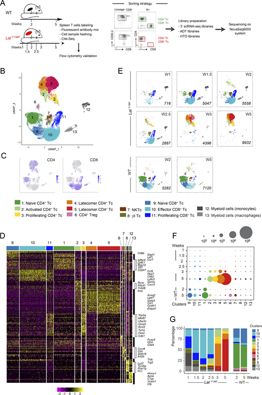 scRNAseq analysis of LatY136FCD4+and CD8+T cells from 1 to 5 wk after birth. (A) Workflow schematic for isolating αβ T cells from WT and LatY136F spleens and processing them for scRNAseq analysis. Due to the low levels of TCR–CD3 expressed at their surface, CD4+ and CD8+LatY136F T cells (Tc) were sorted using a combination of CD90.2 and CD6 antibodies rather than via CD3. (B) Unsupervised clustering performed on a UMAP representation corresponding to the eight sorted samples and calculated based on the 30 first principal components of a PCA that used the 2,000 most variable genes as input. Each dot corresponds to one individual cell. 13 clusters were identified and color coded (see key). Two distinct clusters (4 and 5) of latecomer CD4+ T cells were identified. (C) Expression of CD4 and CD8 across the UMAP representation. (D) Heatmap with unsupervised hierarchical clustering showing the expression of the top 158 DEGs. Cells are grouped according to the clusters defined in A as indicated at the top of the heatmap, and each row corresponds to one DEG. A selection of genes specifically expressed within each of the 13 clusters is shown on the right side. (E) Deconvolution of the composite UMAP plot shown in B into its WT component at 2 and 5 wk (W) after birth, and its LatY136F components at 1, 1.5, 2, 2.5, 3, and 5 wk after birth. The number of single cells from which mRNA-seq data were successfully recorded is indicated in italics for each condition. Based on diagnostic transcripts (Fig. 2 D and Data S1), clusters 7, 8, 12, and 13 corresponded to natural killer T cells (NKTc), γδ T cells, and myeloid cells. They contaminated the minute numbers of conventional αβ T cells present in the spleen at the earliest time points and were not analyzed further. (F) Numbers of WT and LatY136F T cells found in the cell clusters (see key) specified on the x axis and at the ages indicated on the y axis. The dot size is commensurate to the number of cells present in the specified T cell clusters. (G) Contribution (%) of each of the 13 identified T cell clusters to the cell populations sorted from WT and LatY136F spleen at the ages specified on the x axis. In F and G, spleens corresponding to seven 2-wk-old and two 5-wk-old WT mice, nine 1-wk-old, 11 1.5-wk-old, six 2-wk-old, five 2.5-wk-old, three 3-wk-old, and one 5-wk-old LatY136F mice were collected. Spleen cells corresponding to each condition were pooled. Prior to subjecting them to T cell enrichment, cell sorting, and subsequent scRNAseq analysis (Fig. 2 A and Materials and methods), an aliquot of each spleen cell pool was analyzed by flow cytometry for the expression of CD4 and CD8 and used to determine the absolute numbers of CD4+ and CD8+ T cells present per spleen for each of the eight conditions. Those numbers were combined with the percentages of cells corresponding to each of the 13 clusters defined in the UMAP representation shown in B, allowing the calculation of the cell numbers and percentages shown in F and G.
