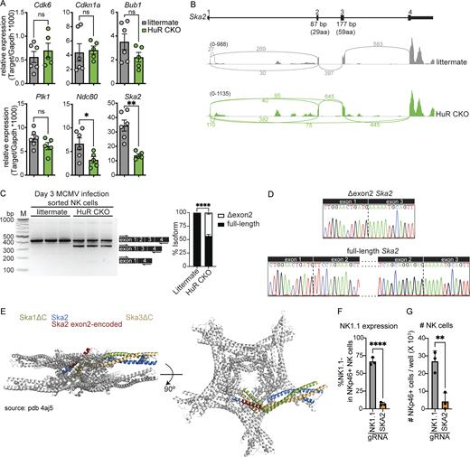 Ska2 is aberrantly spliced in HuR-deficient NK cells, which causes decreased NK cell expansion. (A) Splenic NK cells were sorted from day 3 MCMV-infected animals and relative mRNA copy number was analyzed by TaqMan qPCR. Cumulative data from two independent experiments totaling five to six mice per group. (B) Sashimi plot displaying Ska2 mRNA splicing in HuR CKO and littermate control NK cells. Sashimi plots are representative of the splicing dataset. (C) PCR along exon 1 to exon 4 of Ska2 to analyze alternative splicing in splenic NK cells isolated from day 3 MCMV-infected animals. The band intensity of different isoforms was analyzed using image lab software. Representative data from two independent experiments with three mice per group. M, marker. (D) The nucleotide sequences of gel-excised bands were analyzed by Sanger sequencing. (E) Cartoon representation of the structure of the Ska core complex using PDB 4aj5. Indicated in red is the portion of Ska2 encoded by exon 2 in 1 out of 10 Ska2 molecules within the Ska complex. (F and G) C57BL/6 splenocytes were electroporated with Cas9 and specific gRNAs and cultured with IL-15 for 4 d. NKp46+CD3−CD19− NK cells were analyzed for NK1.1 expression (F) and cell number (G). Representative data from two independent experiments with three mice per group. Statistics were calculated with unpaired t tests. Error bars indicate SEM; ns, not significant; *P < 0.05, **P < 0.01, and ****P < 0.0001. Source data are available for this figure: SourceData F5.
