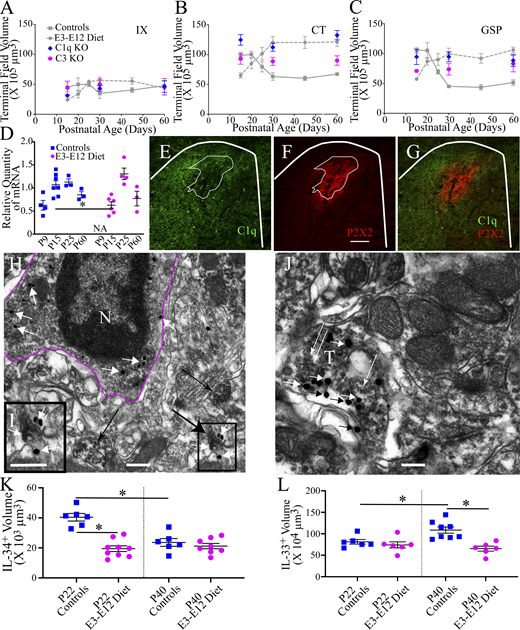 The classical complement cascade participates in the pruning of terminal fields in control mice and may be disrupted in E3–E12 diet mice. (A–C) Terminal field volumes of the IX, CT, and GSP in C1q and C3 knockout mice (colored symbols) at P15, P30, and adulthood (P60). They are shown with developmental terminal field data from controls and E3–E12 diet mice (gray lines and symbols) from Fig. 1, D–F. The number of C3 and C1q knockout animals are P15 (5, 4, respectively), P30 (5, 6, respectively), and P60 (5, 5, respectively). (D) qPCR data for C1qa during development in the geniculate ganglion in controls and in E3–E12 diet mice. Both groups show an age-dependent peak expression of C1qa, but the expression is delayed in E3–E12 diet mice compared with controls. Geniculate ganglia for two animals/group were pooled and analyzed as a single sample. The number of animals/groups are P9 controls (n = 4), P15 controls and E3–E12 diet (7, 6, respectively), P25 controls and E3–E12 diet (3, 4, respectively), and P60 controls and E3–E12 diet (3, 3, respectively). NA, not available. (E and F) Photomicrographs through the rostral NST of a control P25 mouse showing widespread C1q+ staining (E, green) and P2X2+ staining (F, red), indicating gustatory terminal field location and staining for both antibodies. The number of P15, P25, and adult control and E3–12 diet mice analyzed for C1q+ immunohistochemistry was n = 5/group. (G) The core region (densest P2X2+ staining) is outlined by thin white lines in E and F, illustrating that the core gustatory projection is nearly devoid of C1q. Thicker white bars denote the rostral border of the NST. Scale bar in F = 200 µm. (H–J) Electron micrographs from the rostral NST in a P25-d control mouse immunostained for C1q and P2X2. (H) The magenta line outlines a microglia cell (N, nucleus) that contains immunopositive gold staining for C1q. The box outlined in the lower right portion of the micrograph shows a P2X2+ stained terminal with C1q+ labeling on and near the terminal. (I) An enlarged view of the box outlined in the lower right panel of H. (J) A P2X2+ terminal (T) labeled with numerous C1q+ gold profiles. Short black and white arrows point to C1q+ gold profiles in H–J. The large black arrow in H points to the P2X2+ terminal shown in I. The thin black arrow in H points to a P2X2+ terminal, but without C1q+ staining. Scale bars in H–J = 350 nm. (K) IL-34+ staining in the rostral NST in P22 control and E3–E12 diet mice (n = 5, 9, respectively) and in P40 control and E3–E12 diet mice (n = 6, 8, respectively). (L) IL-33+ staining in the rostral NST in P22 control and E3–E12 diet mice (n = 6, 6, respectively) and in P40 control and E3–E12 diet mice (n = 8, 6, respectively). For all dietary and age group comparisons, statistical comparisons were multiple, unpaired t tests using the Holm–Sidak method for multiple comparisons. Data in A–D, K, and L are shown as mean ± SEM. * denotes P < 0.05. Significant statistical comparisons for B are P15: E3–E12 diet mice with C1qKO, P = 0.003; P30: controls with C1qKO, P = 0.0005; and P60: controls with C1qKO, P = 0.0006; for C, they are P15: controls with C3KO, P = 0.0006 and E3–E12 diet mice with C1qKO, P = 0.01; P30: controls with C1qKO, P = 0.001 (also see Table S4). (D) P15 control versus P15 E3–E12 diet, P = 0.02. (E–G) C1q within microglia and located in the core region: P15 control versus adult control, P = 0.02; C1q within microglia but located within the surround region: P15 control versus adult control, P = 0.01; P15 E3–E12 diet versus adult E3–E12 diet, P = 0.008; C1q not within microglia but located in the core region: P15 control versus P15 E3–E12 diet, P = 0.01; C1q not within microglia and located in the surround region: P15 control versus P15 E3–E12 diet, P = 0.01. (K) P22 control versus P22 E3–E12 diet, P = 0.0001; P22 control versus P40 control, P = 0.0009. (L) P22 control versus P40 control, P = 0.01; P40 control versus P40 E3–E12 diet, P = 0.0008. One observation/animal was obtained and analyzed for data shown in A–C, K, and L.