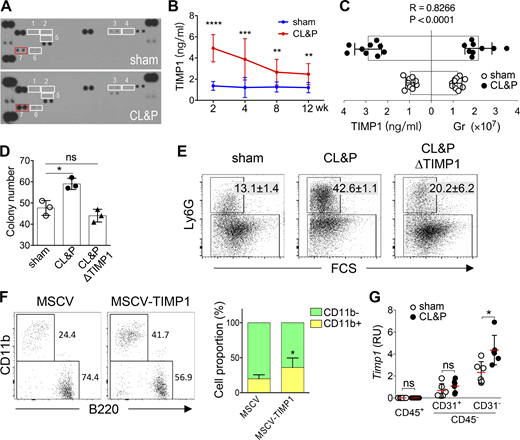 Infection-induced TIMP1 in BM stromal cells enhances myeloid cell production. (A) Cytokine array assay. Serum samples were pooled from three to five sham or CL&P mice at 10 wk after surgery. (1) G-CSF, (2) GM-CSF, (3) IL-1α, (4) IL-1β, (5) IL-6, (6) TNFα, (7) TIMP1. (B) ELISA measurement of circulating TIMP1 levels in mice at the indicated time points after sham surgery (n = 10) or CL&P surgery (n = 14). ** P < 0.01; *** P < 0.001; **** P < 0.0001. (C) Correlation between serum levels of TIMP1 and the number of BM granulocytes in mice at 12 wk after sham surgery (n = 9) or CL&P surgery (n = 9). Each symbol represents an individual mouse, and the data were pooled from three independent experiments. Bars represent the mean value ± SD. The Spearman correlation coefficient (R) and its associated P value (P) are indicated. (D) Numbers of colonies formed in the methylcellulose medium after a 10-day culture. The cultures were supplied with serum from sham or CL&P mice at 10 wk after surgery or with serum of CL&P mice plus anti-TIMP1 antibody. Symbols represent data of independent experiments with bars showing the mean value ± SD. * P < 0.05; ns, P > 0.05. (E) FACS analysis of cells collected from the culture described in Fig. 5 D. Percentages of Ly6G+ granulocytes are shown with the mean value ± SD. Data were collected from three independent cultures. (F) Representative FACS plots show the frequencies of CD11b+ and CD11b− cells in the peripheral blood of Timp1−/− host mice transferred with TIMP1-expressing BM cells or control BM cells. The right panel shows the percentages of CD11b+ cells. Data were collected from five mice/group. Bars represent the mean value ± SD. * P < 0.05. (G) qRT-PCR analysis of Timp1 transcripts in CD45+ cells, CD45−CD31+ endothelial cells and CD45−CD31− stromal cells purified from sham BM (n = 6) and CL&P BM (n = 6). Symbols represent data of individual mice compiled from two independent experiments, with the mean value ± SD. * P < 0.05; ns, P > 0.05 (unpaired two-tailed Student’s t test). Source data are available for this figure: SourceData F5. Refer to the image caption for details.