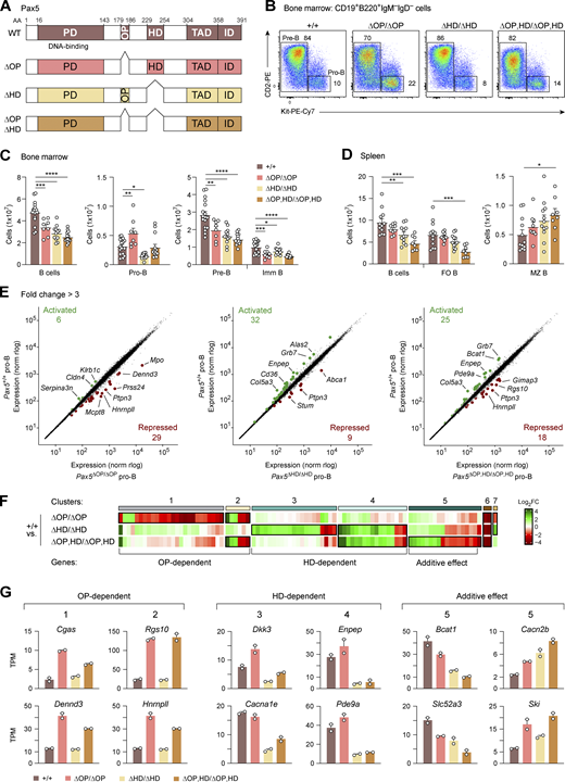 Role of the central Pax5 domains in B cell development and gene regulation. (A) Schematic diagram of the domain organization of Pax5 consisting of the paired domain (PD), OP, HD, TAD, and ID (Dörfler and Busslinger, 1996). The extent of sequence deletion present in the Pax5∆OP, Pax5∆HD, and Pax5∆OP,HD alleles are indicated together with the respective amino acid positions. The deleted DNA sequences are shown in Fig. S1 A. WT, full-length Pax5 protein of the wild-type mouse. (B) Flow-cytometric analysis of pro-B and pre-B cells in the bone marrow of 3–4-wk-old Pax5+/+, Pax5∆OP/∆OP, Pax5∆HD/∆HD, and Pax5∆OP,HD/∆OP,HD mice. The percentage of cells in the indicated gates is shown. The gating strategy for defining the pro-B cells (B220+CD19+Kit+CD2−IgM−IgD−) and pre-B cells (B220+CD19+Kit−CD2+IgM−IgD−) is shown in Fig. S1 C. One of four to seven independent experiments is shown. (C and D) B cell numbers in the bone marrow (C) and spleen (D) of mice of the indicated genotypes at the ages of 3–4 (C) and 8–10 (D) wk, based on the flow-cytometric data shown in Fig. S1, C and D. Absolute numbers of total B, pro-B, pre-B, immature (imm) B, FO B, and MZ B cells are shown as mean values of four to seven independent experiments with SEM (n ≥ 8). Statistical data (C and D) were analyzed by one-way ANOVA with Dunnett’s multiple comparison test; *P < 0.05, **P < 0.01, ***P < 0.001, and ****P < 0.0001. Each dot (C and D) corresponds to one mouse. The definition of the different cell types is described in Fig. S1, C and D, and Materials and methods. (E) Scatter plot of gene expression differences between ex vivo sorted Pax5+/+ pro-B cells and Pax5∆OP/∆OP, Pax5∆HD/∆HD, or Pax5∆OP,HD/∆OP,HD pro-B cells, respectively. The expression data of individual genes (dots) are plotted as mean normalized rlog (regularized logarithm) values and are based on two RNA-seq experiments per genotype (Table S1). Genes with an expression difference of greater than threefold, an adjusted P value of <0.05, and a mean TPM value of >5 in one pro-B cell type are colored in green or red, corresponding to activated or repressed genes, respectively. (F) Heatmap of gene expression differences in Pax5∆OP/∆OP, Pax5∆HD/∆HD, and Pax5∆OP,HD/∆OP,HD pro-B cells relative to Pax5+/+ pro-B cells. The significantly differentially expressed genes are highlighted by a black box. The ratio of mRNA expression difference was determined for each gene by dividing the mean normalized rlog value of Pax5+/+ pro-B cells by the corresponding value of the Pax5∆OP/∆OP, Pax5∆HD/∆HD, or Pax5∆OP,HD/∆OP,HD pro-B cells. Genes with decreased expression in the mutant pro-B cells compared with Pax5+/+ pro-B cells are marked in green (indicating activation by the OP or HD), while genes with increased expression in the mutant pro-B cells compared with Pax5+/+ pro-B cells are marked in red (indicating repression by the OP or HD). FC, fold change. (G) Expression of selected OP- and HD-dependent genes in Pax5+/+, Pax5∆OP/∆OP, Pax5∆HD/∆HD, and Pax5∆OP,HD/∆OP,HD pro-B cells, shown as mean TPM values of two RNA-seq experiments per genotype. The RNA-binding protein hnRNPLL (encoded by Hnrnpll) regulates alternative splicing of the Ptprc (CD45) transcript (Oberdoerffer et al., 2008). At low hnRNPLL expression, the B cell–specific CD45 isoform B220 is generated, while higher hnRNPLL expression results in the expression of other CD45 isoforms at the expense of B220 (Jurado et al., 2022; Oberdoerffer et al., 2008). The derepression of Hnrnpll in Pax5∆OP/∆OP and Pax5∆OP,HD/∆OP,HD pro-B cells thus explains the specific downregulation of B220 expression on B cells of Pax5∆OP/∆OP and Pax5∆OP,HD/∆OP,HD mice (Fig. S1, C and D). Refer to the image caption for details.