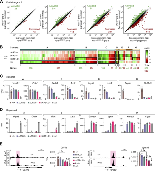 Role of the C-terminal Pax5 domains in gene activation and repression. (A) Scatter plot of gene expression differences between ex vivo sorted Pax5+/+ pro-B cells and Pax5∆CRD2/−, Pax5∆CRD1/−, Pax5∆CRD1,2/− pro-B cells, or Pax5∆/∆ (Vav-Cre Pax5fl/fl) progenitor cells, respectively. The expression data of individual genes (dots) are plotted as mean normalized rlog (regularized logarithm) values and are based on two RNA-seq experiments per genotype except for the five RNA-seq experiments performed with Pax5+/+ pro-B cells (Table S2). Genes with an expression difference of greater than threefold, an adjusted P value of <0.05, and a mean TPM value of >5 in one pro-B cell type are colored in green or red, corresponding to activated or repressed genes, respectively. The transgenic Vav-Cre line (de Boer et al., 2003) initiates Cre-mediated deletion of the floxed Pax5 allele in the hematopoietic stem cells, thus leading to Pax5 inactivation in the entire hematopoietic system (de Boer et al., 2003). (B) Heatmap of gene expression differences in Pax5∆CRD2/−, Pax5∆CRD1/−, Pax5∆CRD1,2/− pro-B cells and Pax5∆/∆ progenitors relative to Pax5+/+ pro-B cells (see also Table S2). The significantly differentially expressed genes are highlighted by a black box. Genes with decreased expression in the mutant pro-B cells compared with Pax5+/+ pro-B cells are marked in green, while genes with increased expression in the mutant pro-B cells compared with Pax5+/+ pro-B cells are marked in red. FC, fold change. (C and D) Expression of selected activated (C) or repressed (D) genes belonging to the indicated gene expression clusters. The expressions of these genes in Pax5+/+, Pax5∆CRD2/−, Pax5∆CRD1/−, Pax5∆CRD1,2/− pro-B cells, and Pax5∆/∆ progenitors are shown as mean TPM values of two or five RNA-seq experiments per genotype. The equal importance of CRD1 and CRD2 for the expression of cluster D genes likely points to a critical function of the amino acid sequences at the CRD1–CRD2 junction for the regulation of these genes. (E) Activation of the cluster A genes Cd79a and Vpreb3 by the Pax5 Prd alone in Pax5Prd/∆ progenitor cells (right). The binding of Pax5 or the Prd polypeptide at the promoter of Cd79a and a downstream enhancer of Vpreb3 is shown by ChIP-seq analysis of Pax5+/+ pro-B or Pax5Prd/∆ progenitor cells, respectively (left).