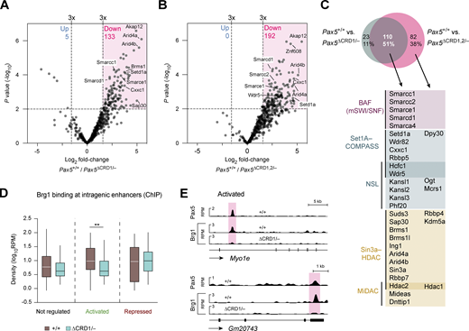 Identification of protein complexes interacting with the CRD1 domains of Pax5. (A and B) Volcano plots displaying the preferential association of proteins with Pax5 in nuclear extracts of Pax5+/+ pro-B cells compared with Pax5∆CRD1/− (A) or Pax5∆CRD1,2/− (B) pro-B cells. Proteins were identified as specifically associated with the CRD domain if they exhibited a difference in abundance of greater than threefold with a P value of <0.01 in the Co-IP–MS experiments of Pax5+/+ versus mutant pro-B cells (Table S4). Two independent Co-IP–MS experiments were performed each with six replicates for Pax5∆CRD1/– and Pax5∆CRD1,2/− pro-B cells and three replicates for Pax5+/+ pro-B cells. (C) Pax5-interacting proteins identified by the different pro-B cell comparisons shown in A and B. The overlapping proteins, which depend on the CRD1 domain for their interaction with Pax5, contained the indicated components of the chromatin-remodeling complex BAF (Hodges et al., 2016) and the four histone-modifying complexes Set1A-COMPASS (Cenik and Shilatifard, 2021), NSL (Sheikh et al., 2019), Sin3-HDAC (Bansal et al., 2016), and MiDAC (Turnbull et al., 2020). Synonymous names of some components are Smarca4 (Brg1), Smarcc1 (Baf155), Smarcc1 (Baf170), Smarcd1 (Baf60A), Smarce1 (Baf57), Setd1a (Set1a), Arid4a (Rbp1), Arid4b (Sap180), and Suds3 (Sds3). (D) Brg1 binding at putative intragenic enhancers of Pax5-activated, Pax5-repressed, or non-regulated genes, as determined by ChIP-seq analysis of in vitro cultured Pax5+/+ and Pax5∆CRD1/− pro-B cells with an anti-Brg1 (Smarca4) antibody (Wang et al., 2020). The horizontal lines of the box plots indicate the median density of Brg1 binding, while the boxes represent the middle 50% of the data and the whiskers denote all values of the 1.5× interquartile range. Brg1 binding was analyzed at intragenic enhancers of genes with an greater than eightfold activation or repression by Pax5, as defined in Fig. 6 F. Intragenic enhancers of non-regulated genes, which were identified as described in the legend of Fig. 6 G, were used as control. Statistical data were analyzed by the Mann–Whitney test; **P < 0.01. (E) Binding of Brg1 and Pax5 at putative intragenic enhancers (red) of the Pax5-activated genes Myo1e and Gm20743 are shown as RPM values for Pax5+/+ and Pax5∆CRD1/− pro-B cells. Refer to the image caption for details.