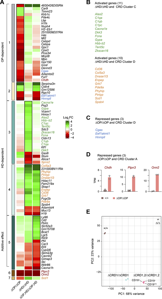 Heatmap of differential gene expression in Pax5∆OP/∆OP, Pax5∆HD/∆HD, and Pax5∆OP,HD/∆OP,HDpro-B cells at higher magnification. (A) The heatmap of the differentially expressed genes, shown in Fig. 2 F, is enlarged to show the expression of the individual genes in Pax5∆OP/∆OP, Pax5∆HD/∆HD, and Pax5∆OP,HD/∆OP,HD pro-B cells relative to Pax5+/+ pro-B cells. For further information, see the legend of Fig. 2 F. (B) Activated genes that were similarly deregulated in Pax5∆HD/∆HD pro-B cells as well as in Pax5∆CRD1/− and Pax5∆CRD1,2/− pro-B cells (with the indicated genes belonging to the CRD-regulated gene cluster C (green) or D (orange; Table S2). (C) The genes Cgas, Eef1akmt1, and Hnrnpll (blue) were equally depressed in Pax5∆OP/∆OP pro-B cells and Pax5∆CRD1/–, Pax5∆CRD2/–, and Pax5∆CRD1,2/– pro-B cells (belonging to the CDR-regulated gene cluster D; Fig. 5 D and Fig. S4 D). (D) The genes Chdh, Ptpn3, and Orm2 are derepressed in Pax5∆OP/∆OP pro-B cells (red), but are not expressed in Pax5∆CRD1/−, Pax5∆CRD2/−, and Pax5∆CRD1,2/− pro-B cells as they belonging to the CRD-regulated gene cluster A (Fig. 5 D and Fig. S4 D). The expression of Chdh, Ptpn3, and Orm2 in Pax5+/+ and Pax5∆OP/∆OP pro-B cells is shown as mean TPM values of two RNA-seq experiments per genotype. (E) Principal component analysis based on open chromatin data that were generated by ATAC-seq analysis of ex vivo sorted Pax5+/+, Pax5∆CRD1/∆CRD1, Pax5∆CRD1,2/∆CRD1,2 pro-B, and Pax5∆/∆ (Vav-Cre Pax5fl/fl) progenitor cells of the bone marrow. CD19–, CD19+, and unfractionated CD19mix cells were sorted as Lin–Ly6D+B220+Kithi cells from the bone marrow prior to ATAC-seq analysis. Refer to the image caption for details.