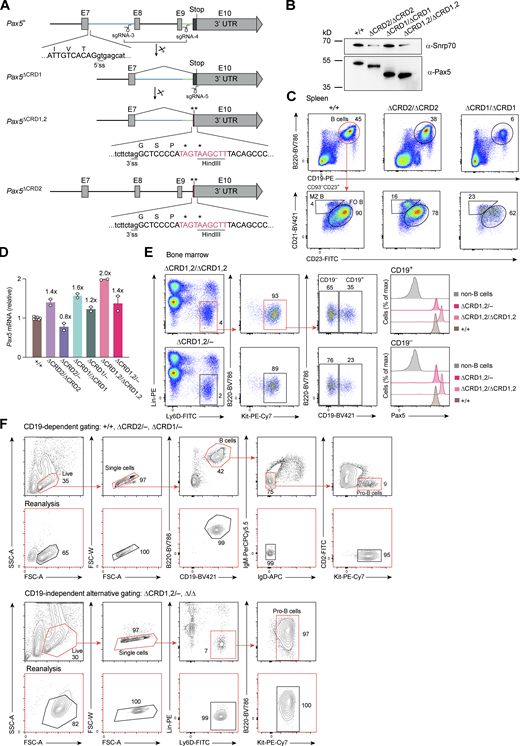 Generation and characterization of the Pax5∆CRD1, Pax5∆CRD2, and Pax5∆CRD1,2alleles. (A) Generation of the Pax5∆CRD1, Pax5∆CRD2, and Pax5∆CRD1,2 alleles. The Pax5∆CRD1 allele was created by deletion of genomic sequences from Pax5 exon 8 to exon 9 by CRISPR/Cas9-mediated DNA cleavage with sgRNA-3 and sgRNA-4 targeting intronic sequences located upstream of exon 8 and downstream of exon 9, respectively (Table S6 and Materials and methods). The coding sequences at the 5′ end of exon 10 (Fig. 3 A) were deleted in the Pax5+ or Pax5∆CRD1 allele by using sgRNA-5 and a corresponding repair template (Table S6) to generate the Pax5∆CRD2 and Pax5∆CRD1,2 alleles, respectively. The exon–intron junctions containing the 5′ splice site (5′ss) of exon 7 and 3′ splice site (3′ss) of exon 10 are indicated together with the newly inserted DNA sequence (red) containing two stop codons (*) and a HindIII site in exon 10. UTR, untranslated region. (B) Immunoblot analysis of whole-cell extracts from in vitro cultured Pax5∆CRD2/∆CRD2, Pax5∆CRD1/∆CRD1, and Pax5∆CRD1,2/∆CRD1,2 pro-B cells with anti-Pax5 and anti-Snrp70 antibodies. The Snrp70 protein was analyzed as loading control, and marker proteins of the indicated size (in kilodaltons, kD) are shown. One of two independent experiments is shown. (C) Flow-cytometric analysis of FO and MZ B cells in the spleen of Pax5+/+, Pax5∆CRD2/∆CRD2, and Pax5∆CRD1/∆CRD1 mice at the age of 8–10 wk. Numbers refer to the percentage of cells in the indicated gate. One of six independent experiments is shown. (D) RNA-seq analysis of Pax5 mRNA expression, which is shown as the mean TPM value for pro-B cells of the indicated genotypes relative to that of control Pax5+/+ pro-B cells (set to 1). (E) Flow-cytometric analysis of B cell progenitors in the bone marrow of Pax5∆CRD1,2/∆CRD1,2 and Pax5∆CRD1,2/− mice. Intracellular staining revealed Pax5 protein expression in both CD19− and CD19+ populations of the indicated B cell progenitors (Lin−Ly6D+B220+Kithi). One of three independent experiments is shown. (F) Flow-cytometric sorting of Pax5∆CDR1/− pro-B cells (upper part) and Pax5∆CRD1,2/− progenitors (lower part) from the bone marrow of mice at the age of 3–5 wk. The different gates used for flow-cytometric sorting are indicated. The purity of the sorted cell populations was determined by flow cytometric reanalysis (lower row). The percentage of cells in the different gates is shown. The Pax5+/+ and Pax5∆CDR2/− pro-B cells were sorted as shown for the Pax5∆CDR1/− pro-B cells (upper part), while the Pax5∆/∆ (Vav-Cre Pax5fl/fl) progenitors were sorted like the Pax5∆CRD1,2/− progenitors (lower part). Source data are available for this figure: SourceData FS3. Refer to the image caption for details.