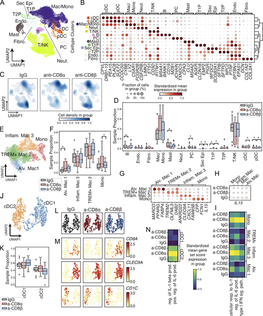 General cell type clustering shows heterogeneity across granulomas. (A) UMAP visualization of 42,277 high-quality single cells colored by the 13 major cell types identified. Each point represents a single cell. (B) Marker genes for each cell type, with circle size representing the fraction of cells in the cell type (row) expressing the gene (column). Color represents the mean expression of that gene across cells from the cell type standardized across genes between 0 and 1 (by column). (C) Density of cells in UMAP space within each depletion condition, normalized within the condition. (D) Proportion of each cell type in each granuloma grouped by condition. Each point represents a single granuloma’s proportion of one cell type. Brackets indicate significant pairwise differential abundance (* P values <0.05 by GLM; Materials and methods; Table S6). (E) UMAP visualization of further subclustering of macrophage/monocytes cell cluster colored by four subclusters. (F) Proportion of each macrophage/monocyte subcluster in E relative to total cells in each macrophage/monocyte subcluster. Brackets indicate significant pairwise differential abundance (P values <0.05 by GLM). (G and H) Marker genes for macrophage/monocytes subclusters as in B and H IL15 expression in each subcluster split by treatment condition. Legend shared with B. (I) Gene module scores, column standardized, for select GO biological programs found to be differential between CD8α-depleted macrophage/monocytes and IgG macrophage/monocytes. Each score is significantly higher between a-CD8a granulomas and IgG granulomas within each cell subset (Materials and methods). (J) UMAP visualization of further subclustering of cDC cell cluster colored by two subclusters. (K) Proportion of each cDC subcluster relative to total cDC cells in each granuloma as in F. (L) UMAP from J colored by depletion condition. (M) UMAP from J split by depletion condition (left to right: a-CD8α, a-CD8β, IgG) colored by normalized gene expression of CD8A and select cDC subset marker genes CLEC9A and CD1C in cells from that condition. (N) Select GO programs differential between cDCs from CD8α-depleted granulomas compared to IgG, as in I. Abbreviations: Sec Epi, secretory epithelial; T1P, type 1 pneumocyte; Mac/Mono, macrophages/monocytes; Fibro, fibroblasts; Neut., neutrophils; endo., endothelial cells; Inflam., inflammatory; Alv., alveolar; reg., regulation; prod., production; pos, positive; resp., response; sig., signaling; path., pathway.