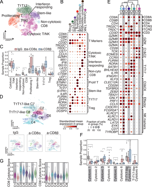 After CD8 depletion, CD4 and γδ T cell transcriptional profiles adopt partial cytotoxic signatures. (A) UMAP visualization of T/NK cells colored by broad T/NK cell subtype groupings. (B) Marker genes and canonical T phenotypic markers. Circle size represents the fraction of cells in the cell subtype (row) expressing the gene (column). Color represents the mean expression of that gene across cells from the cell subtype standardized across genes between 0 and 1 (by column). (C) Proportion of each NK/T subset within NK/T cells in each granuloma grouped by condition. Each point represents a single granuloma’s proportion of one cell subtype. Brackets indicate significant pairwise differential abundance (P values <0.05 by GLM; Materials and methods; Table S6). (D) UMAP coordinates of cytotoxic NK/T cells colored by cytotoxic subset across all conditions (top) or split by conditions with cells from other conditions colored in gray (bottom). (E) Expression of curated genes relevant to cytotoxic subcluster classification. Hierarchal clustering of cytotoxic subclusters identifies moonlighting pairs; odd numbered pairs are more prominent in IgG control granulomas while even numbered pairs are more prominent in CD8-depleted granulomas. (F) Proportion of each cytotoxic subset within cytotoxic NK/T cells in each granuloma grouped by condition. Each point represents a single granuloma’s proportion of one cell subset. Brackets indicate significant pairwise differential abundance (P values <0.05 by GLM; Materials and methods; Table S6). (G) Gene set score of CD8 cytotoxic and CD8 cytokine gene lists on cells in each NK/T cell subset. Brackets indicate significant difference (P < 0.005 by one-sided Mann–Whitney U test).