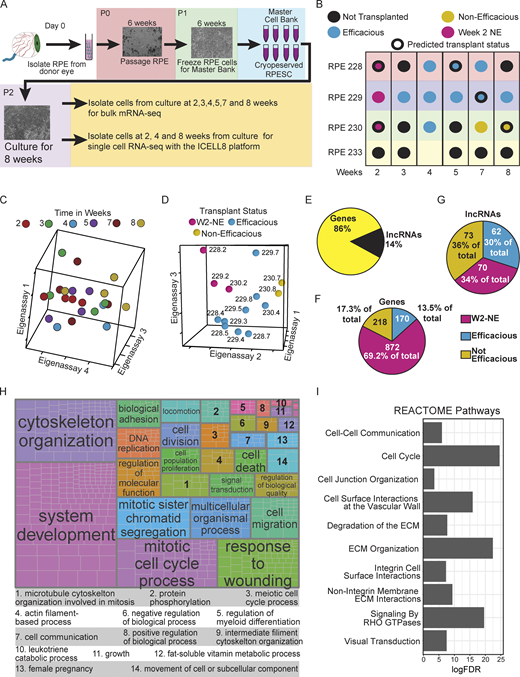 RPESC efficacious for transplant has a distinctive transcriptional profile. (A) Outline of experimental plan for RNA-seq. (B) Dot plot illustrating the time points RNA was collected, the cell lines used, and the known and predicted transplant status. (C and D) SVD analysis of the 4,000 most variable genes by time (C) and by transplant status (D) was carried out. A discernable pattern was not seen in the time-analyzed data; however, the data analyzed by transplant status showed a clear separation between groups. (E–G) Distribution of significantly different features by RNA type (E), transplant group for coding gene (F), and long noncoding genes (G). (H) GO enrichment analysis followed by a semantic similarity analysis (Table S3) visualized by treemap. (I) Selected pathways from a REACTOME pathway enrichment analysis (Table S4).