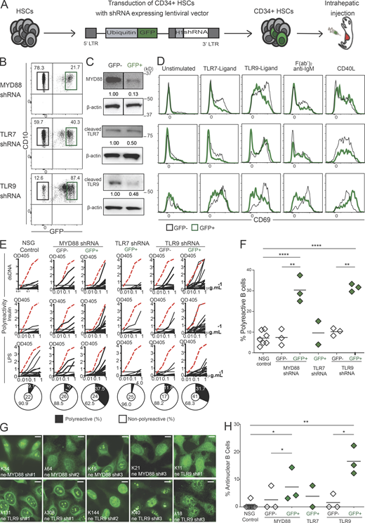 TLR9 is essential for central B cell tolerance. (A) Schematic diagram describing the generation of humanized mice. CD34+ HSCs transduced with GFP-tagged lentiviruses expressing MYD88, TLR7, or TLR9 shRNA were injected into the liver of 3-d-old recipient NSG mice. (B) Representative flow cytometry analysis showing the gating strategy to sort GFP− and GFP+ CD19+ splenocytes from mice engrafted with HSCs transduced with the indicated GFP-tagged lentiviruses. (C) Expression analysis of indicated proteins in sorted GFP+ and GFP− CD19+ splenocytes from humanized mice. β-actin is used for normalization of protein expression. White lines indicate that intervening lanes have been spliced out. (D) Representative surface CD69 expression in GFP− (black line) compared with GFP+ (green line) CD19+ splenocytes after 48 h in culture unstimulated or activated with the indicated ligands or F(ab)′2 anti-IgM. (E) Representative polyreactivity of antibodies cloned from single new emigrant/transitional B cells isolated from indicated humanized mice was tested by ELISA against dsDNA, insulin, and LPS. Dotted red lines show the positive control. Pie charts represent the frequencies of reactive (solid) and non-reactive (open) clones, with the number of clones tested shown in the center. OD405 nm, optical density. (F and H) Frequencies of (F) polyreactive and (H) antinuclear reactive clones in new emigrant/transitional B cells. Each data point summarizes the reactivity data from an average of n = 21 cloned recombinant antibodies from control NSG (n = 7), MYD88 shRNA (n = 3), TLR7 shRNA (n = 2), and TLR9 shRNA (n = 3) humanized mice. Same control NSG mouse is used for representation in Fig. 2 D, Fig. 10 A, and Fig. S1 D. Averages are shown with a bar, and statistically significant differences are indicated (Student’s t test, *P < 0.05, **P < 0.01, ****P < 0.0001). (G) Representative nuclear staining patterns for antibodies cloned from new emigrant/transitional B cells. Scale bars, 25 µm. Please see Fig. S1. Source data are available for this figure: SourceData F1.