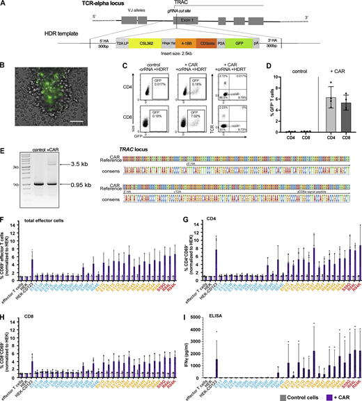 123CAR design, production, and function. (A) Non-viral HDR-mediated integration of the CD123-specific second-generation CAR into Exon 1 of the TRAC locus using CRISPR/Cas9. (B) Representative microscopy image day 4 after EP showing GFP+ cells expressing the CAR-encoding template. Scale bar 100 μm. (C) Flow cytometry plots highlighting CAR insertion into the TRAC locus represented by fluorescent intensity of GFP with disrupted endogenous TCR expression in human CD4+ and CD8+ T cell subsets. (D) Mean ki efficiency of the CAR-encoding template in gated CD4+ and CD8+ T cells at day 4–5. Control indicates cells electroporated with the HDRT, but incomplete RNPs. Data are from four independent donors and experiments. (E) Sanger sequencing results (left: gel image; and right: sequencing) confirm correct HDRT integration at the TRAC locus in flow-sorted GFP+ CAR cells with primers annealing outside both arms of homology. (F–I) 123CAR T cells (purple) or control cells (gray) were co-cultured with HEK, HEK-CD123, or its variants at an effector-to-target ratio of 10:1 for 24 h. Summary of flow cytometry data indicates the percentage of CD69+ cells within total (F), gated CD4+ (G), or CD8+ (H) control (gray), or 123CAR (purple) T cells after 24 h co-culture. (I) Quantification of IFNγ in supernatants of 24 h co-cultures using ELISA. Error bars: mean (SD). Data are from three independent donors and experiments with two technical replicates per group. Source data are available for this figure: SourceData FS2. Refer to the image caption for details.