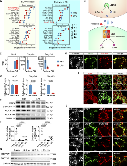 eNOS–sGC is the most significantly downregulated EC–pericyte interaction in the lungs of ALI mice. (A) Plot showing the top 10 most significantly upregulated and the top 10 most significantly downregulated EC–pericyte interactions after LPS treatment. The dot size reflects the adjusted P value. (B) Schematic diagram showing the intercellular eNOS-NO–sGC signaling. (C) Plot showing the TPM values of Nos3, Gucy1a1, and Gucy1b1 in ECs and pericytes isolated from control and LPS-treated lungs. Data are presented as mean ± SD, n = 6 mice per group. (D) qPCR validation of Nos3, Gucy1a1, and Gucy1b1 expression in the lung of control and ALI mice. Data are presented as mean ± SD, n = 4–5 mice per group. (E) Protein levels of eNOS, p-eNOSSer1177, GUCY1A1, and GUCY1B1 in PBS- or LPS-treated lungs were analyzed with immunoblotting. (F) The kinetics of Gucy1a1 and Gucy1b1 mRNA levels in LPS-instilled lungs was measured using qPCR. Data are presented as mean ± SD, n = 4–5 mice per group. (G) Protein levels of GUCY1A1 and GUCY1B1 in the lungs after LPS instillation at the indicated time were evaluated using immunoblotting. (H) Lung sections of Gucy1a1-EGFP::Tek-Cre::Rosa26-tdTomato mice were stained with GUCY1A1 antibody, showing that EGFP expression is colocalized with the endogenous GUCY1A1. Scale bar: 10 μm. (I) The morphology of EGFP + pericytes in the lung of a Gucy1a1-EGFP mouse. The lung is co-stained with CD31 to show the alveolar vasculature. Arrows indicate the cell body and arrowheads indicate pericyte cellular processes. Scale bar: 20 μm. (J) Lung sections of Gucy1a1-EGFP::Tek-Cre::Rosa26-tdTomato mice were stained with the vascular-specific marker eNOS and the pericyte-specific markers PDGFRβ, NG2, and Desmin. Scale bar: 10 μm. Statistical significance was determined by two-tailed Student’s t test (D) or one-way ANOVA with Tukey test (F). Source data are available for this figure: SourceData F2. Refer to the image caption for details.