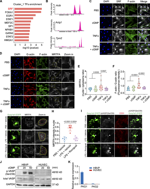 NO–sGC signaling stabilizes pericyte activation by inhibiting VASP- and MRTFA/SRF-dependent cytoskeleton rearrangement. (A) Over-representative TF enrichment analysis of genes in Cluster_1 using the TRRUST (v2) database. Only the top 10 TFs are displayed. (B) ChIP-seq (SRX3591809) analysis showing the SRF binding site at the promoters of Actb, Actg1, and Tpm2. (C) SRF localization in HBVPs upon TNFα or cGMP treatment was evaluated by immunofluorescence staining. Cells were co-stained with DAPI and phalloidin to visualize the nuclei and F-actin. Scale bar: 50 μm. (D) HBVPs were treated with vehicle, 8-Br-cGMP, TNFα, or TNFα + 8-Br-cGMP for 30 min. HBVPs were then stained with phalloidin for F-actin and antibodies against G-actin and MRTFA. 8-Br-cGMP treatment suppressed F-actin assembly and MRTFA nuclear translocation. Scale bar: 25 μm. (E) Quantification of the nuclei/plasma MRTFA ratio based on fluorescence intensity. Statistical significance was determined by one-way ANOVA with Tukey test. (F) Plot showing the quantification of F-actin/G-actin ratio in HBVPs upon TNFα and 8-Br-cGMP treatment. Statistical significance was determined by one-way ANOVA with Tukey test. (G) MRTFA subcellular localization in PBS + vehicle−, LPS + vehicle−, or LPS + Riociguat–treated lungs of Gucy1a1-EGFP mice were evaluated using immunofluorescence staining. Scale bar: 5 μm. (H) Plot showing the quantification of MRTFA intensity in EGFP + pericyte nuclei of PBS + vehicle−, LPS + vehicle−, or LPS + Riociguat–treated mice. Data are presented as mean ± SD, n = 5 mice. Statistical significance was determined by one-way ANOVA with Tukey test. (I) VASP phosphorylation status in the lung pericytes of Gucy1a1-EGFP mice was evaluated using immunofluorescence staining with a p-VASP(Ser239) antibody. Lung pericytes were labeled with EGFP, and alveolar vessels were stained with CD31. Arrows indicate the cell bodies of GFP-positive pericytes. Scale bar: 5 μm. (J) Western blot of total VASP and phospho-VASP (Ser239) in HUVEC and HBVP by 8-Br-cGMP treatment at the indicated time. (K) qPCR analysis shows PKG1 was the downstream effector of activated sGC in HBVPs, whereas HUVECs lack both PKG1 and PKG2 expression. Source data are available for this figure: SourceData F8.