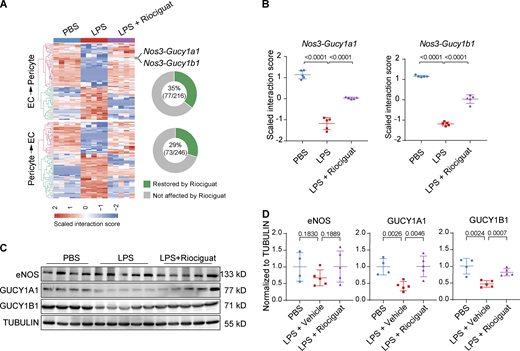 Activating NO–sGC signaling restores EC–pericyte crosstalk. (A) Heatmap showing the LPS-dysregulated EC–pericyte interaction pairs that were reversed by Riociguat treatment. Doughnut charts on the right showing the percentage of Riociguat-reversed interactions among the total LPS-dysregulated interaction pairs. (B) Plot showing the LPS-dysregulated interactions Nos3-Gucy1a1 and Nos3-Gucy1b1 were rescued by Riociguat treatment. Data are presented as mean ± SD, n = 5 mice. (C) The protein levels of eNOS and GUCY1A1 were validated by Western blot analysis. (D) Plots shows the quantification of eNOS, GUCY1A1, and GUCY1B1 normalized to TUBULIN. Data are presented as mean ± SD, n = 4–5 mice. Statistical significance was determined by one-way ANOVA with Tukey test. Source data are available for this figure: SourceData F9.