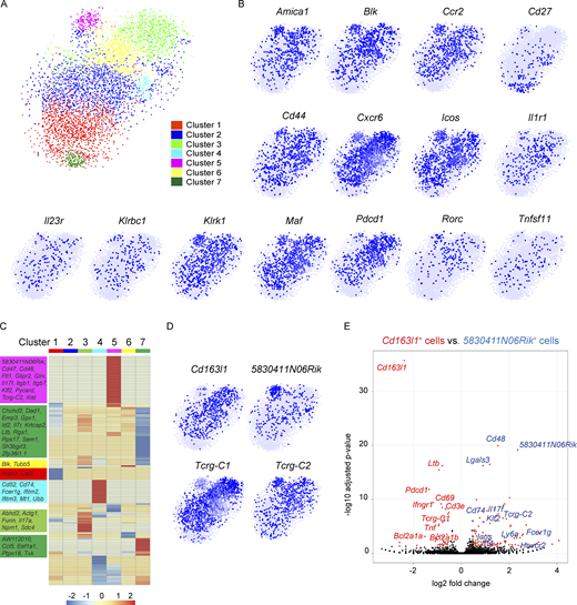 Mammary tumors instigate increased heterogeneity of lung γδ T cells. (A) Two-dimensional visualization of single γδ T cells from lungs of three tumor-bearing KB1P mice via tSNE. (B) Feature plots in tSNE map of indicated genes. (C) Heatmap showing z-score normalized expression of 278 differentially expressed genes for Clusters 1–7 (from Fig. 4 C). Clusters are plotted in columns, and genes are shown in rows. Gene expression is color coded with a scale based on z-score distribution, from −2 (blue) to 2 (red). Selected genes specific to each cluster that do not overlap with another cluster are shown on left side in boxes color coded by cluster. Full gene lists are provided in Table S2. (D) Feature plots in tSNE map of indicated genes. (E) The transcriptomes of Cd163l1- and 5830411N06Rik-expressing cells from A were compared with each other and represented as a volcano plot. Genes highly expressed by Cd163l1-expressing cells are denoted in red, and genes highly expressed by 5830411N06Rik-expressing cells are denoted in blue. Refer to the image caption for details.