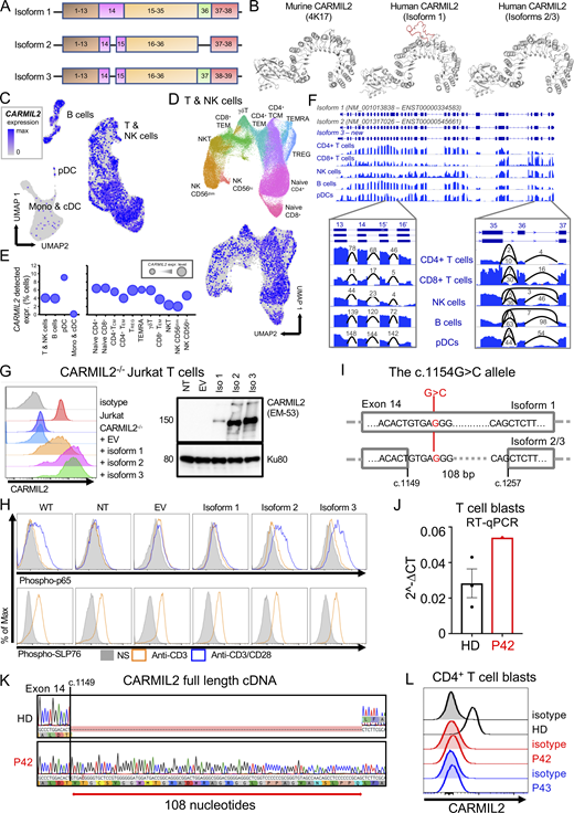 Genetic analysis demonstrates that the CARMIL2 isoform 3 is canonical and that the isoform 1 is pathogenic. (A) Schematic representation of the three CARMIL2 isoforms. Isoform 1 (ENST00000334583.11, transcript 1) encodes a 1435-amino acid protein and has 38 exons. Isoform 2 (ENST00000545661.5) encodes a 1372-amino acid protein and has 38 exons. Isoform 2 lacks 108 nucleotides present in isoform 1 due to an additional intron within exon 14. It also loses the whole of exon 36 but retains the same open reading frame. Isoform 3 (not reported in the Ensembl database) encodes a 1399-amino acid protein and has 39 exons. Relative to isoform 1, isoform 3 loses part of exon 14, but retains exon 36. (B)CARMIL2 murine and human isoform 1-3 crystal structures. (C) scRNA-seq UMAP clustering of PBMCs from 6 HDs showing normalized CARMIL2 expression in major cell lineages. (D) Reclustering of the NK and T cell cluster from C identifying the different cellular subsets, with superimposed CARMIL2 levels. (E) Bubble graph presenting the percentage of cells for which CARMIL2 transcripts are detected by scRNA-seq for each cluster presented in C and D. Bubble size indicates median relative expression for CARMIL2-positive cells. (F) Genome browser snapshot showing bulk RNA-seq coverage for sequence reads aligned to the CARMIL2 gene. The structure of the two known isoforms is shown at the top; blue rectangles represent exons and connecting lines represent introns. The structure of isoform 3 is also shown; this was the predominant isoform detected in the cells analyzed. The insets show sequence coverage and the number of detected spliced reads for exons 13 to 16 and exons 35 to 37. Monos, monocytes. (G) CARMIL2 expression, assessed by FACS (N = 3) and Western blotting (N = 2) in a CARMIL2-deficient Jurkat T cell line, after transduction with an empty lentivirus, or lentivirus encoding each of the three CARMIL2 isoforms. (H) Phospho-p65 and phospho-SLP76 levels in cells, as described in G, following stimulation with anti-CD3, or anti-CD3/CD28 mAb. (N = 3). (I) Schematic representation of the CARMIL2 gene isoform 1 (ENST00000334583.11), isoform 2 (ENST00000545661.5), and isoform 3, for exon 14. The G>C substitution is indicated in position c.1154 for isoform 1, and c.1149 + 5 for isoforms 2 and 3. (J) Total mRNA was extracted from the T cell blasts of a HD and P42 (c.1149 + 5G>C). Total mRNA was subjected to RT-qPCR for the assessment of total CARMIL2 expression. Data are displayed as 2−ΔCt values after normalization against endogenous GUS control gene expression. Mean ± SEM of three technical replicates (N = 2). (K) PCR amplification of the full-length CARMIL2 cDNA from T cell blasts from a HD and P42. Electropherograms show an insertion of 108 nucleotides into exon 14 of the patient’s sequence. The predicted impact on the translated protein in P42 corresponds to the exact sequence of isoform 1. (L) CARMIL2 protein levels in T cell blasts, as assessed by intracellular FACS on CD4+ T cells for a HD, P42 and P43, both homozygous for the G>C substitution shown in I. Source data are available for this figure: SourceData F1. Refer to the image caption for details.