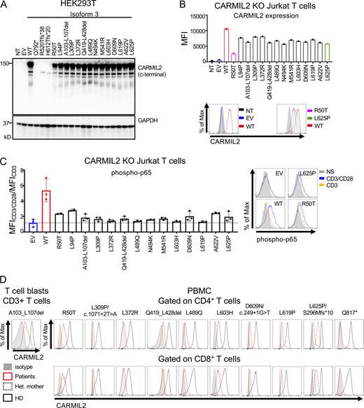 In vitro and ex vivo validation of CARMIL2 alleles. (A) Western blot analysis of CARMIL2 levels in total cell extracts from HEK293T cells transfected with a pcDNA3.1 plasmid, either empty (EV), or containing the WT isoform 3 (WT) or mutant forms, including all the missense and in-frame deletion variants found in CARMIL2-deficient individuals. Two Abs were used: an Ab against the C-terminus of CARMIL2 (EM-53), and an Ab against GAPDH. The data shown are representative of two independent experiments. (B) CARMIL2 protein levels in Jurkat T cells, as assessed by intracellular FACS, after transduction with an empty lentivirus, or a lentivirus encoding the WT isoform 3 (WT) or the missense mutants found in CARMIL2-deficient individuals. Mean fluorescence intensity (MFI; top panel) and FACS histograms (lower panel) for CARMIL2 (N = 2). (C) Phospho-p65 in Jurkat T cells, as described in B, following stimulation with anti-CD3 mAb with or without anti-CD28 mAb. The data represent the ratio of the MFI after subtraction of the MFI in the not-stimulated cells. The bar represents the mean. Error bars represent the SD. N = 3. (D) CARMIL2 protein levels, as assessed by intracellular FACS, in CD4+ and CD8+ T cells, for a representative HD, and patients homozygous for five missense mutations, compound heterozygous for three missense, frameshift and splice-site mutations, two in-frame deletion mutations, and one stop codon mutation. Source data are available for this figure: SourceData F3. Refer to the image caption for details.