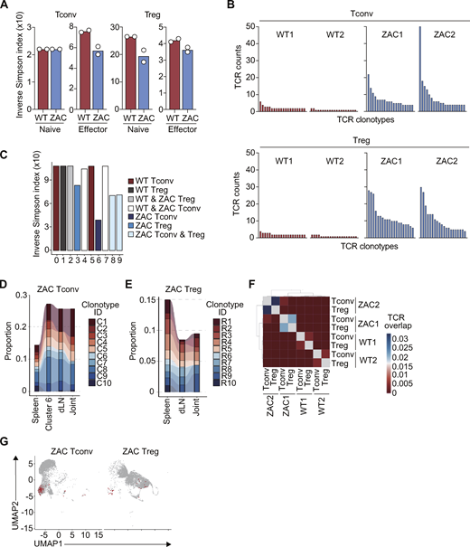 Clonal expansion of Th17-like cluster and Treg cells infiltrating the inflamed joint of ZAC mice. (A) TCR repertoire diversity of naive or effector Tconv and Treg cells from the spleen of WT and ZAC mice in Fig. 4 A, expressed as inverse Simpson index. (B) TCR counts of top 20 frequent clonotypes in splenic Tconv and Treg cells from two WT and two ZAC mice (see also Table S1). (C) TCR repertoire diversity of each cluster in Fig. 4 A, color-coded by predominant composition in each cluster. (D and E) TCR clonotype tracking of ZAC Tconv (D) and Treg cells (E) in the spleen, dLN, and inflamed joint of the same mouse (ZAC mouse #1). Cluster 6 (spleen) is also shown in D (see also Fig. S3, D and E, and Table S1). (F) TCR clonotype overlaps between splenic Tconv and Treg cells in WT and ZAC mice (two mice each). (G) ZAC Tconv and Treg cells possessing overlapped TCR clonotypes (red dots) in UMAP clusters, shown in Fig. 4 A. Refer to the image caption for details.