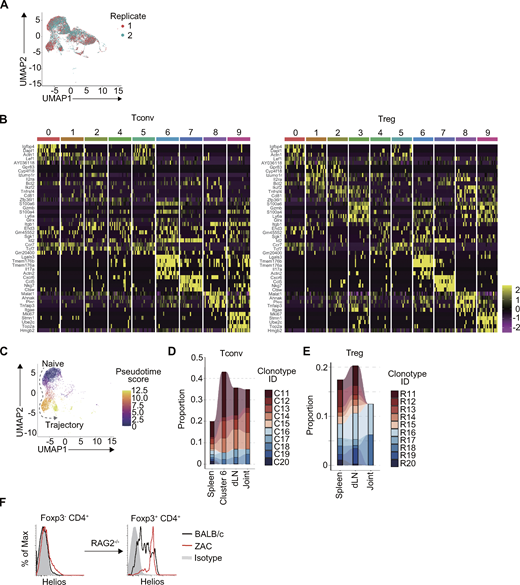 Clonal expansion of Th17-like cluster and Treg cells in ZAC mice. (A) UMAP representation of two replicates from splenic Foxp3−CD4+ Tconv and Foxp3+CD4+ Treg cells from FIG WT or FIG ZAC mice (two mice each) by scRNA-seq. (B) Heatmap of top 5 highly expressed genes among differentially expressed genes from Foxp3− CD4+ Tconv cells (left) or Foxp3+ CD4+ Treg cells (right) in each clusters. (C) Pseudotime analysis of WT and ZAC Tconv cells based on gene expressions. Trajectory inferences shown as dotted arrows. (D and E) TCR clonotype tracking of ZAC Tconv (D) and Treg cells (E) in the spleen, dLN, and inflamed joint (ZAC mouse #2; see Table S1 for the indicated clonotypes). Cluster 6 (spleen) is also included in D. (F) Helios expression by Foxp3+ CD4+ Treg cells in RAG2−/− mice 10 wk after transfer of Foxp3−CD4+ T cells from BALB/c or ZAC mice. Refer to the image caption for details.