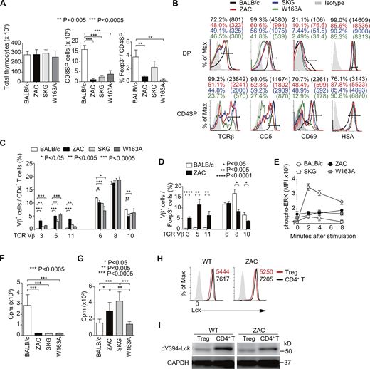Altered development and self-skewed TCR repertoire selection in the thymus of ZAP-70 mutant mice. (A) Cell number of total thymocytes, CD8 SP thymocytes, and frequency of Foxp3+ cells in CD4SP thymocytes of 8-wk-old BALB/c, SKG, ZAC, and W163A mice (n = 11 each). (B) TCRβ, CD5, CD69, and HSA (Heat-Stable Antigen; CD24) expressions by DP and CD4SP thymocytes from BALB/c and ZAP-70 mutant mice. MFI in parentheses (n = 3 each). (C) TCR Vβ usage of splenic CD4+ T cells from ZAC, SKG, W163A, and WT BALB/c mice by FACS analysis (n = 5 each). (D) TCR Vβ usage of splenic Foxp3+ CD4+ Treg cells from BALB/c or ZAC mice (n = 7 each). (E) Kinetics of ERK phosphorylation upon TCR stimulation in CD4+ T cells from ZAC, SKG, W163A, and BALB/c mice (n = 7). (F and G) Proliferation of total CD4+ T cells from indicated mice cultured in the presence of irradiated autologous APCs with anti-CD3 antibody (F) or without anti-CD3 antibody (G; n = 5 each). (H) Lck protein levels in Foxp3−CD4+ T and Foxp3+ Treg cells in ZAC or WT mice. Numbers indicate MFI (n = 5). (I) Phosphorylated-tyrosine 394 of Lck (pY394-Lck) in Foxp3+ Treg and Foxp3−CD4+T cells from ZAC or WT mice (n = 3). Two-tailed unpaired Student’s t test in A, C, D, F, and G. Mean ± SD in A and C–G. Source data are available for this figure: SourceData FS4. Refer to the image caption for details.