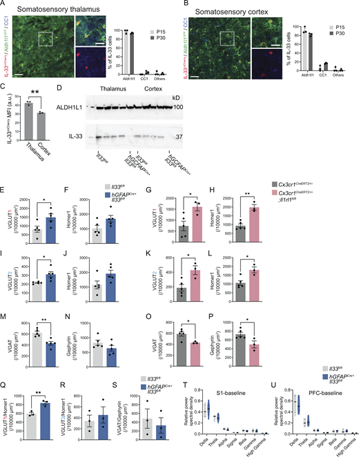 Cellular sources of IL-33, efficiency of IL-33 depletion using hGFAPcre:Il33fl/fl, and further analysis of cortical synapse numbers and electrocorticography in IL-33 cKO. (A) Representative image and quantification of percent IL-33mCherry+ cells in the somatosensory thalamus of Il33mCherry;Aldh1l1GFP mice stained with CC1 (oligodendrocytes) at P15 and P30. GFP expression marks astrocytes. Scale bars = 50 µm (left) and 20 µm (inset). (B) Representative image and quantification of percent IL-33mCherry+ cells in the somatosensory cortex of Il33mCherry;Aldh1l1GFP mice stained with CC1 (oligodendrocytes) at P15 and P30. Scale bars = 50 µm (left) and 20 µm (inset). (C) Comparison of mean fluorescent intensity (MFI) of IL-33mCherry in the thalamus and the cortex at P15. (D) Western blot from cortex and thalamus of hGFAPCre+:Il33fl/fl animals and Il33fl/fl controls at P35. ALDH1L1 used as a loading control. (E and F) The same data as in Fig. 4 B, presented separately for pre- and postsynaptic excitatory synaptic proteins. Quantification of pre- (E) and post- (F) synaptic terminal of corticothalamic excitatory synapses in ventrobasal thalamus of hGFAPCre+;Il33fl/fl vs. Il33fl/fl control. n = 5 mice/genotype. Two-tailed unpaired t test. (G and H) The same data as in Fig. 4 C, presented separately for pre- and postsynaptic excitatory synaptic proteins. Quantification of pre- (G) and post- (H) synaptic terminal of corticothalamic excitatory synapses in ventrobasal thalamus of Cx3cr1CreERT2+/−;Il1rl1fl/fl) vs. Cx3cr1CreERT2+/−. Cx3cr1CreERT2+/−;Il1rl1fl/fl: n = 3 mice. Cx3cr1CreERT2+/−: n = 5 mice. Two-tailed unpaired t test. (I and J) The same data as in Fig. 4 E, presented separately for pre- and postsynaptic excitatory synaptic proteins. Quantification of pre- (I) and post- (J) synaptic terminal of brainstem afferent excitatory synapses in ventrobasal thalamus of hGFAPCre+;Il33fl/fl vs. Il33fl/fl control. n = 5 mice/genotype. Two-tailed unpaired t test. (K and L) The same data as in Fig. 4 F, presented separately for pre- and postsynaptic excitatory synaptic proteins. Quantification of pre- (K) and post- (L) synaptic terminal of brainstem afferent excitatory synapses in ventrobasal thalamus of Cx3cr1CreERT2+/−;Il1rl1fl/fl) vs. Cx3cr1CreERT2+/−. Cx3cr1CreERT2+/−;Il1rl1fl/fl: n = 3 mice. Cx3cr1CreERT2+/−: n = 5 mice. Two-tailed unpaired t test. (M and N) The same data as in Fig. 4 H, presented separately for pre- and postsynaptic excitatory synaptic proteins. Quantification of pre- (M) and post- (N) synaptic terminal of thalamic inhibitory synapses in hGFAPCre+;Il33fl/fl vs. Il33fl/fl control. n = 5 mice/genotype. Two-tailed unpaired t test. (O and P) The same data as in Fig. 4 I, presented separately for pre- and postsynaptic excitatory synaptic proteins. Quantification of pre- (O) and post- (P) synaptic terminal of thalamic inhibitory synapse in Cx3cr1CreERT2+/−;Il1rl1fl/f) vs. Cx3cr1CreERT2+/−. Cx3cr1CreERT2+/−;Il1rl1fl/fl: n = 3 mice. Cx3cr1CreERT2+/−: n = 5 mice. Two-tailed unpaired t test. (Q–S) Quantification of synapses in somatosensory cortex in Il33fl/lfl and hGFAPCre+:Il33fl/fl animals, including excitatory intracortical (Q), excitatory thalamocortical (R), and inhibitory (S) synapses. n = 3 Il33fl/lfl and n = 3 hGFAPCre+:Il33fl/fl mice in Q–S. Two-tailed unpaired t test. (T and U) Relative power of ECoG frequency bands from baseline recording in somatosensory (S1, T) and PFC (U) corties. (n = 10 hGFAPCre+: IL33fl/fl mice and 8 littermate IL33fl/fl controls; two-way ANOVA followed by Sidak’s multiple comparison). In all bar graphs, dots represent independent mice. Delta: 0.5–4 Hz; Theta: 4–8 Hz; Alpha: 8–12 Hz; Sigma: 12–15 Hz; Beta: 15–30 Hz; Gamma: 30–90 Hz; High Gamma: 90–150 Hz. Data are shown as mean ± SEM for bar graphs and as median ± interquartile range for violin plots. Mice from P28–P35 were used for E–S. *P < 0.05, **P < 0.01. Source data are available for this figure: SourceData FS4. Refer to the image caption for details.
