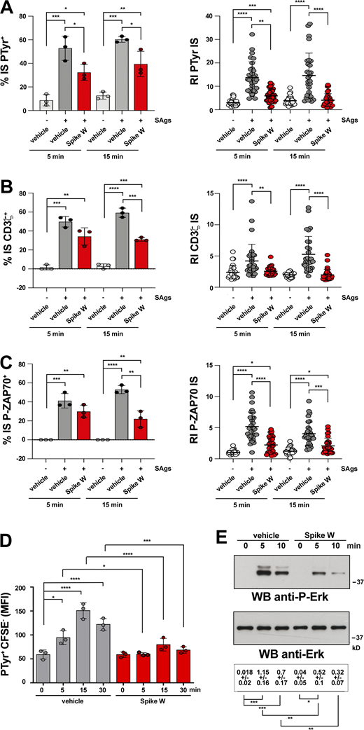 Spike suppresses signaling at an early step of IS assembly. (A–C) Left: Quantification (%) of 5-min and 15-min SAg-specific conjugates harboring PTyr (A), CD3ζ (B), or P-ZAP-70 (C) staining at the IS in CTLs (day 7) pretreated with either vehicle (PBS) or 0.05 μg/μl Spike W, then mixed with Raji cells (APCs) either unpulsed or pulsed with a combination of SEA, SEB, and SEE (SAgs), and incubated for 5 or 15 min at 37°C (≥50 cells/sample, n = 3, one-way ANOVA test; ****, P ≤ 0.0001; ***, P ≤ 0.001; **, P ≤ 0.01; *, P ≤ 0.05). Right: Relative PTyr (A), CD3ζ (B), or P-ZAP-70 (C) fluorescence intensity at the IS (recruitment index; 10 cells/sample, n = 3, Kruskal–Wallis test; ****, P ≤ 0.0001; ***, P ≤ 0.001; **, P ≤ 0.01; *, P ≤ 0.05). (D) Flow cytometric analysis of protein tyrosine phosphorylation in conjugates prepared as in A–C and incubated at 37°C for the indicated times. Raji cells were loaded with 1.5 μM CFSE prior to conjugate formation. Conjugates were stained with anti-PTyr mAb followed by fluorescently labeled secondary Abs. The analysis was carried out gating on CSFE− cells (n = 3, one-way ANOVA test; ****, P ≤ 0.0001; ***, P ≤ 0.001; *, P ≤ 0.05). (E) Immunoblot analysis of Erk phosphorylation in CTLs activated with anti-CD3 and anti-CD28 mAbs. CTLs were incubated at 37°C for the indicated times and processed for immunoblot with Abs against the active forms of Erk1/2. Stripped filters were blotted with anti-Erk2 mAb as loading control. The migration of molecular mass markers is indicated (n = 2, one-way ANOVA test; ***, P ≤ 0.001; **, P ≤ 0.01; *, P ≤ 0.05). Data are expressed as mean ± SD. ****, P ≤ 0.0001; ***, P ≤ 0.001; **, P ≤ 0.01; *, P ≤ 0.05. Nonsignificant differences are not shown. Source data are available for this figure: SourceData F2.