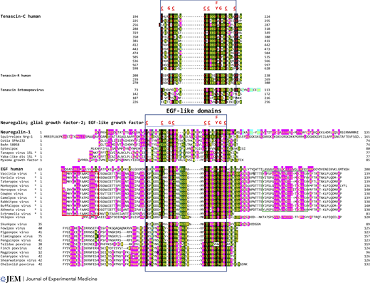 Presence of a poxviral gene encoding a tenascin-like protein in an entomopoxvirus and of genes encoding neuregulin-like proteins and other EGF-like domain-containing growth factors in poxviruses infecting humans and other animals. A hallmark of EGF domains is the presence of six cysteine residues. Conserved amino acids in EGF-like domains in human and poxviral tenascins, neuregulins, and growth factors are shown in red letters at the top of sequence alignments and tallow letters highlighted in black. Other conserved positions among the proteins shown are highlighted in dark or light green or pink. The blue box indicates EGF-like domain in all proteins shown, while the red box is leader sequence, and the green box is transmembrane segment present in mostly poxviruses infecting humans. Asterisks indicate poxviruses known to infect humans or human cells. Annotations, amino acid lengths, and accession numbers for the proteins shown are shown in Table S1.