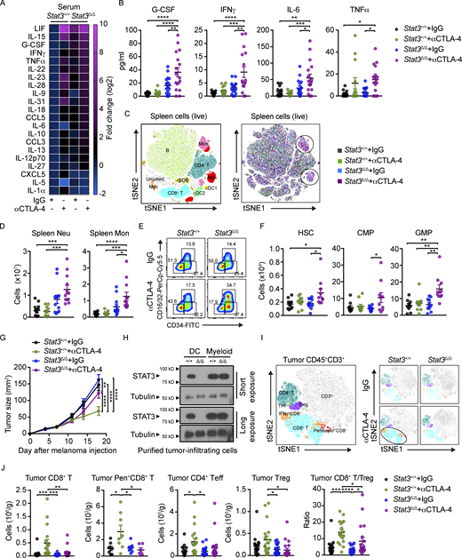 Systemic cytokine release and myelopoiesis with αCTLA-4 therapy in inflammation-prone conditions.Stat3Δ/Δ and Stat3+/+ mice with B16-OVA tumors were treated biweekly for 2 wk with IgG or αCTLA-4. Serum cytokines and spleen and BM immune cells were analyzed 18–19 d after tumor establishment and completion of therapy. (A) Mean concentration of differently expressed cytokines in serum, determined by multiplex assays, fold change absolute log2 > 1; n = 13–17 per group. (B) Serum cytokines from individual mice analyzed by multiplex assays; n = 13–17 per group. (C) tSNE plot showing prospective clustering of live spleen cells merged from the four experimental groups (left); distribution of spleen immune cells, colored based on experimental groups (right); n = 6–7 in each group. (D) Neutrophil and monocyte amounts in spleen; n = 11–12 per group. (E) Representative flow plots showing CD34+ CD16/32− CMPs, CD34+ CD16/32+ GMPs, and CD34− CD16/32− MEPs (megakaryocyte-erythroid progenitors) gated from the lin− Sca-1− CD117+ population. (F) Absolute amounts of HSCs, CMPs, GMPs in each experimental group; n = 9–10 per group. (G) Tumor size over time; n = 24–30 per group. (H) STAT3 expression in tumor-infiltrating DCs (CD11c+) or myeloid cells (CD11b+ CD11c−) determined by immunoblotting. The filter was cut horizontally to separate differentially sized proteins and probed with antibodies to STAT3 or tubulin. The filters were reassembled according to the original gel orientation for each exposure time. (I) tSNE plots showing merged CD45+ CD3+ cells from the four experimental groups (left), and tSNE plots of aggregated CD45+ CD3+ cells of individual experimental groups (right); n = 6–8 per group. (J) Number of tumor-infiltrating CD8+ T cells, OVA-specific SIINFEKL/H-2Kb pentamer+ CD8+ T cells, CD4+ Foxp3− Teff cells, CD4+ Foxp3+ Treg, and CD8+/Treg ratios. For SIINFEKL/H-2Kb pentamer+ CD8+ T cells, n = 6–8 per group; for other plots, n = 18–21 per group. Data shown as mean ± SEM. Results from two to five independent experiments. Data were analyzed by one-way ANOVA (B, D, F, and J) or two-way ANOVA (G). * P < 0.05, ** P < 0.01, *** P < 0.001, **** P < 0.0001. Source data are available for this figure: SourceData F3.