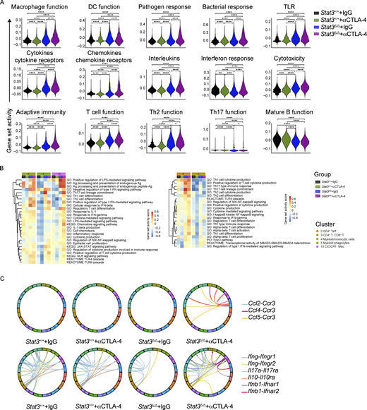 Pathway analysis of colonic LP immune cells from mice on αCTLA-4 therapy. Colonic LP immune cells were subjected to scRNAseq as indicated in Fig. 2; n = 7–8 per group. (A) Expression module scores of Gene Ontology (GO) terms, computed for the aggregated dataset of individual groups. (B) Gene set activation score of myeloid (left) and T (right) cells in each experimental group computed by GSVA. (C) Analysis of cytokine and chemokine receptor–ligand pairs across clusters of each experimental group. All shown interactions were statistically significant based on a permutation test (Table S3). Arrows denote directionality from ligand to receptor.