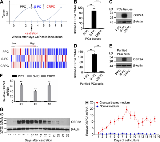 The expression of OBP2A is highly increased in shrunk tumors during ADT. (A) The diagram of different time points for allograft tumor collection and tumor cell purification in Myc-CaP castrate-resistant PCa mouse model (upper panel), and the RNA-seq or microarray analysis (lower panel) of PPC, S-PC, and CRPC. (B) Real-time PCR analysis for OBP2A mRNA expression in PPC, S-PC, and CRPC tissues. Error bars represent mean ± SD; n = 3/group and analyzed by Student’s t test. **, P < 0.01. (C) Western blot analysis for OBP2A protein expression in PPC, S-PC, and CRPC tissues. (D) Real-time PCR analysis for OBP2A mRNA expression in purified cancer cells of PPC, S-PC, and CRPC. Error bars represent mean ± SD; n = 3/group and analyzed by Student’s t test. **, P < 0.01. (E) Western blot analysis for OBP2A protein expression in purified cancer cells of PPC, S-PC, and CRPC. (F) The expression of OBP2A is significantly increased in S-PC tumors of human PCa PDX model. qRT-PCR analysis for the expression of OBP2A in PPC, S-PC, and CRPC of human PCa PDX model. Three cohorts of tumors from three different human PCa PDX models derived from three cases of human PCa tissues. Error bars represent mean ± SD; n = 3/group and analyzed by Student’s t test. **, P < 0.01. (G) Western blot analysis for OBP2A protein expression in PCa tissues collected from Myc-CaP allograft mouse model at different time points after castration. (H) Real-time PCR analysis for OBP2A mRNA expression in Myc-CaP cells collected at different time points after cultured in charcoal-treated medium. Error bars represent mean ± SD; n = 3/group. Each panel in B–H is representative of at least two independent experiments. See also Fig. S1. Source data are available for this figure: SourceData F1.