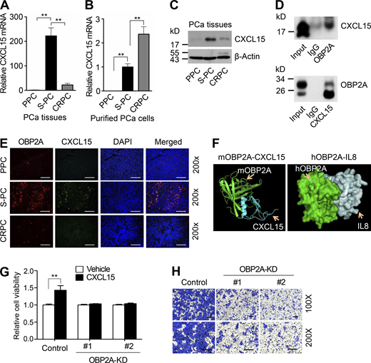 OBP2A interacts with CXCL15/IL8 to promote PCa cell proliferation and migration. (A) Real-time PCR analysis for CXCL15 mRNA expression in PPC, S-PC, and CRPC tissues collected from Myc-CaP allograft mouse models. Error bars represent mean ± SD; n = 3/group and analyzed by Student’s t test. **, P < 0.01. (B) Real-time PCR analysis for CXCL15 mRNA expression in purified cells of PPC, S-PC, and CRPC. Error bars represent mean ± SD; n = 3/group and analyzed by Student’s t test. **, P < 0.01. (C) Western blot analysis for CXCL15 protein expression in PPC, S-PC, and CRPC tissues collected from Myc-CaP allograft mouse models. (D) Immunoprecipitation assay for the interaction between OBP2A and CXCL15. Cell lysates from S-PC tumor tissues were subjected to co-immunoprecipitation (Co-IP) using OBP2A antibody, followed by Western blot using CXCL15 antibody (upper panel), or co-immunoprecipitation using CXCL15 antibody, followed by Western blot using OBP2A antibody (lower panel). (E) IF staining of OBP2A and CXCL15 in PPC, S-PC, and CRPC tissues. The scale bars represent 100 μm. (F) 3D structure simulation of the interaction between mouse OBP2A and CXCL15 (left), or human OBP2A and IL8 (right). (G) MTT assay for the proliferation rate of control and OBP2A-KD Myc-CaP cells treated with vehicle or CXCL15 (100 ng/ml) in charcoal-treated medium for 72 h. Error bars represent mean ± SD; n = 3/group and analyzed by Student’s t test. **, P < 0.01. (H) Representative images of transwell migration assay for control and OBP2A-KD Myc-CaP cells cultured in 1% charcoal-treated medium, and 100 ng/mLCXCL15 or vehicle was added in the lower chamber. The scale bars represent 100 μm. Each panel in A–E, G, and H is representative of at least two independent experiments. See also Fig. S3. Source data are available for this figure: SourceData F3. Refer to the image caption for details.