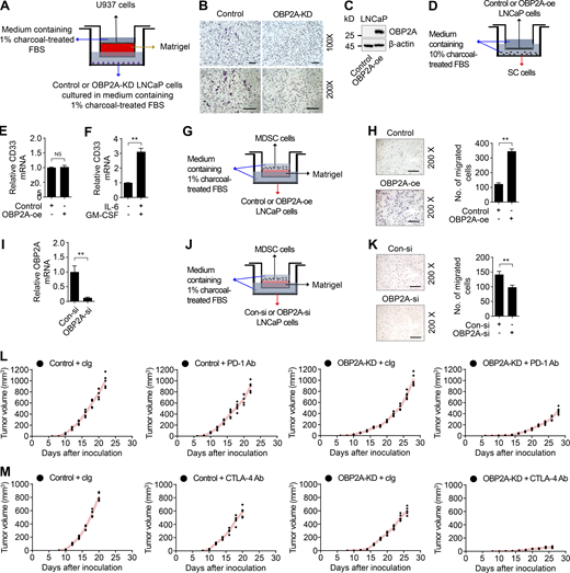 OBP2A knockdown in cancer cells impairs the attraction to monocytes. Related to Fig. 4. (A) Schematic illustration of transwell migration analysis for U937 cells in response to control and OBP2A-KD LNCaP cells cultured in the lower chamber containing 1% charcoal-treated FBS. (B) Representative images of transwell migration assay for U937 cells in response to control and OBP2A-KD LNCaP cells cultured in the lower chamber containing 1% charcoal-treated FBS. The scale bars represent 100 μm. (C) Western blot analysis for OBP2A expression in LNCaP cells transfected with control vector (control) or OBP2A expression (OBP2A-oe) plasmid for 48 h. (D) Schematic illustration of co-culture system for SC cells in response to control or OBP2A-oe LNCaP cells cultured in the upper chamber containing 10% charcoal-treated FBS. (E) qRT-PCR analysis for the expression of CD33 in SC cells from D. Error bars represent mean ± SD; n = 3/group and analyzed by Student’s t test. (F) qRT-PCR analysis for the expression of CD33 in SC cells cultured with IL6 (10 ng/ml) and GM-CSF (10 ng/ml) for 7 d. Error bars represent mean ± SD; n = 3/group and analyzed by Student’s t test. **, P < 0.01. (G) Schematic illustration of transwell migration analysis for MDSCs in response to control or OBP2A-oe LNCaP cells cultured in the lower chamber containing 1% charcoal-treated FBS. (H) Representative images (left) and migrated cells analysis (right) of transwell migration assay for MDSCs from G. The scale bars represent 100 μm. Error bars represent mean ± SD; n = 3/group and analyzed by Student’s t test. **, P < 0.01. (I) qRT-PCR analysis for the expression of OBP2A in LNCaP cells transfected with scrambled (Con-si) or OBP2A siRNA (OBP2A-si) for 48 h. Error bars represent mean ± SD; n = 3/group and analyzed by Student’s t test. **, P < 0.01. (J) Schematic illustration of transwell migration analysis for MDSCs in response to scrambled (Con-si) or OBP2A siRNA (OBP2A-si) LNCaP cells cultured in the lower chamber containing 1% charcoal-treated FBS. (K) Representative images (left) and migrated cells analysis (right) of transwell migration assay for MDSCs from J. The scale bars represent 100 μm. Error bars represent mean ± SD; n = 3/group and analyzed by Student’s t test. **, P < 0.01. (L) Related to Fig. 4 E. The graphs containing all individual tumors of allograft tumor development. Control Myc-CaP allograft tumors in castrated FVB mice treated with cIg (first panel, from the left), control Myc-CaP allograft tumors in castrated FVB mice treated with anti–PD-1 monoclonal antibody (second panel), OBP2A-KD Myc-caP allograft tumors in castrated FVB mice treated with cIg (third panel), and OBP2A-KD Myc-caP allograft tumors in castrated FVB mice treated with anti–PD-1 monoclonal antibody (fourth panel). n = 5/group. (M) Related to Fig. 4 F. The graphs containing all individual tumors of allograft tumor development. Control Myc-CaP allograft tumors in castrated FVB mice treated with cIg (first panel, from the left), control Myc-CaP allograft tumors in castrated FVB mice treated with anti–CTLA-4 monoclonal antibody (second panel), OBP2A-KD Myc-caP allograft tumors in castrated FVB mice treated with cIg (third panel), and OBP2A-KD Myc-caP allograft tumors in castrated FVB mice treated with anti–CTLA-4 monoclonal antibody (fourth panel). n = 5/group. Each panel in A–M is representative of at least two independent experiments. Source data are available for this figure: SourceData FS4.