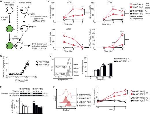 B cells require WNK1 to collaborate efficiently with T cells in vitro. (A) Purified CD4+ from OT-II mice were labeled with CFSE and cultured with control or WNK1-deficient B cells that have or have not been incubated with beads coated in anti-IgM and OVA for 24, 48, and 72 h, and activation marker upregulation and cell division was measured using flow cytometry. (B) Mean ± SEM normalized median fluorescence intensity (MFI) of CD25, CD44, and CD69, and percentage of cells that have divided at least once (bottom right), of OT-II CD4+ T cells cultured for the indicated times with control (open circles) or WNK1-deficient (filled circles) B cells that have been previously incubated with beads coated in anti-IgM and OVA (red) or not incubated with beads (black). MFI was normalized to the maximal response of each individual activation marker (set to 100). (C) Mean ± SEM percentage of control or WNK1-deficient B cells that formed conjugates with OT-II T cells as a function of concentration of OVA323-339 peptide. (D) B cells of the indicated genotypes were incubated with biotinylated anti-kappa F(ab′)2 for the indicated times and residual biotin on the surface revealed with streptavidin as a measure of internalization. Histograms (left) show streptavidin binding; graph (right) shows mean ± SEM percentage internalization of the antibody. (E) Immunoblot analysis (top) of total cell lysates from control or WNK1-deficient mouse B cells incubated with biotinylated anti-IgM F(ab′)2 for the indicated times, probed with streptavidin to detect biotin, or with an antibody to α-TUBULIN. Graph (bottom) shows mean ± SEM abundance of biotinylated anti-IgM F(ab′)2 in the lanes above, normalized to α-TUBULIN; no significant difference was seen between genotypes (two-way ANOVA). (F) Histograms (left) of levels of Eα peptide on I-Ab MHC class II on surface of control or WNK1-deficient B cells incubated with Eα peptide–anti-IgM conjugates for the indicated times. Graph (right) shows mean ± SEM normalized MFI of Eα-I-Ab complex normalized to levels of I-Ab MHC class II and to control Eα sample at 0 h (set to 1) as a measure of antigen presentation of control (open circles) or WNK1-deficient (filled circles) B cells incubated with beads coated with anti-IgM and Eα (Eα, red) or just anti-IgM (no Eα, black). Two-way ANOVA (C–E), three-way ANOVA (B and F); *, 0.01 < P < 0.05; **, 0.001 < P < 0.01; ***, 0.0001 < P < 0.001; ****, P < 0.0001. Sample sizes: 7 WNK1-deficient, 10 control (B); 6 (C and E), 8 (D); and 7 (F). Data are pooled from two independent experiments. Source data are available for this figure: SourceData F5.