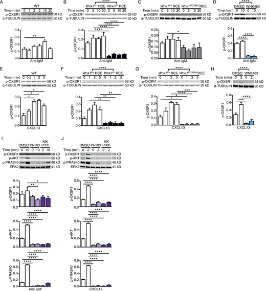 Signaling from the BCR and CXCR5 activates WNK1 via PI3K and AKT. (A–J) Top: Immunoblots of cell lysates from mouse B cells stimulated for the indicated times with anti-IgM (A–D and I) or CXCL13 (E–H and J) using WT (A and E), WNK1-deficient or control B cells (B and F), B cells expressing kinase-inactive WNK1-D368A or control B cells (C and G), or WT B cells treated with vehicle (DMSO), an inhibitor of WNK family kinases (WNK463; D and H), a PI3K inhibitor (PI-103) or an AKT inhibitor (MK2206; I and J), probed with antibodies to phosphorylated OXSR1 (p-OXSR1), α-TUBULIN, phosphorylated AKT (p-AKT), phosphorylated PRAS40 (p-PRAS40) or ERK2. Bottom: Mean ± SEM abundance of p-OXSR1, p-AKT, and p-PRAS40 in the lanes above, normalized to α-TUBULIN or ERK2. Mann–Whitney test (A and E), two-way ANOVA (B–D, F–H, I, and J); *, 0.01 < P < 0.05; **, 0.001 < P < 0.01; ***, 0.0001 < P < 0.001; ****, P < 0.0001. Sample sizes: four (B, E, and J); five (C, F, G, and I); seven (D and H); and eight (A). Data are pooled from two (B, C, E, F, G, I, and J) or three (A, D, and H) independent experiments. Source data are available for this figure: SourceData F1. Refer to the image caption for details.