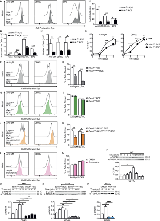 WNK1 is required for BCR- and CD40-induced B cell proliferation in vitro. (A and B) B cells of the indicated genotypes labeled with CPD were cultured for 72 h in the presence of anti-IgM, CD40L, or LPS. (A) Representative histograms of CPD fluorescence measured by flow cytometry; cell division results in dye dilution. (B) Mean ± SEM percentage of B cells that have divided at least once after 72 h stimulation with either anti-IgM, CD40L, or LPS. (C) Mean ± SEM number of live control or WNK1-deficient B cells after 72 h culture with the indicated stimuli. (D) Mean ± SEM number of cells after 72 h culture if there had been no division. (E) Mean ± SEM percentage of Ki-67+ B cells after stimulation with anti-IgM or CD40L for the indicated times. (F–M) CPD-labeled B cells of the indicated genotypes (F–K), or WT B cells treated with bumetanide or vehicle control (L and M), were labeled with CPD and cultured for 72 h in the presence of anti-IgM or CD40L. (F, H, J, and L) Histograms of CPD fluorescence. (G, I, K, and M) Mean ± SEM percentage of B cells that have divided at least once after 72 h in response to the indicated stimuli. (N–Q) Top: Immunoblots of total cell lysates from mouse B cells stimulated for the indicated times with CD40L using WT B cells (N), WNK1-deficient or control B cells (O), B cells expressing kinase-inactive WNK1-D368A or control B cells (P), or WT B cells treated with vehicle (DMSO), or an inhibitor of WNK family kinases (WNK463; Q), probed with antibodies to p-OXSR1 or α-TUBULIN. Bottom: Graphs of mean ± SEM abundance of p-OXSR1 in the lanes above, normalized to α-TUBULIN. Mann–Whitney test (B–D, G, I, K, and N), two-way ANOVA (E and O–Q); *, 0.01 < P < 0.05; **, 0.001 < P < 0.01; ***, 0.0001 < P < 0.001; ****, P < 0.0001. Sample sizes: 5 WNK1-deficient, 6 control (B and D); 9 WNK1-deficient, 15 control (C); 7 WNK1-deficient, 6 control (E); 4 WNK1-D368A, 6 control (G); 6 (I and M); 7 (K); 4 (N); and 5 (O–Q). Data are pooled from two (B, D, E, G, I, and K–Q) or three (C) independent experiments. Source data are available for this figure: SourceData F4. Refer to the image caption for details.