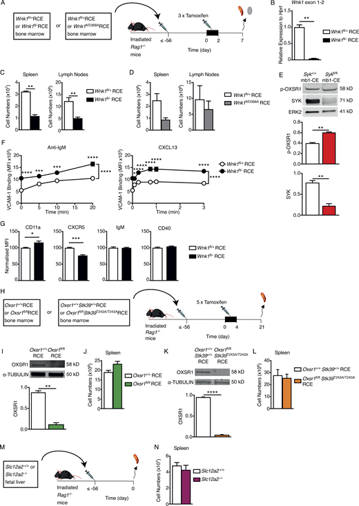Characterization of mice with mutations in WNK1 pathway genes. (A) Irradiated RAG1-deficient mice were reconstituted with bone marrow from either Wnk1fl/+RCE or Wnk1fl/flRCE mice, or from Wnk1fl/+RCE or Wnk1fl/D368ARCE mice. At least 56 d later, mice were treated with tamoxifen on 3 consecutive days and analyzed 7 d after the start of tamoxifen treatment. (B) Mean ± SEM levels of Wnk1 mRNA measured across the junction of exons 1 and 2 in control or WNK1-deficient splenic mature B cells, normalized to Hprt expression and to Wnk1 mRNA levels in control B cells (set to 1). (C and D) Mean ± SEM numbers of mature B cells in the spleen (B220+CD19+CD93−) and LNs (TCRβ−B220+IgM+IgD+) of RAG1-deficient mice reconstituted with Wnk1fl/+RCE or Wnk1fl/flRCE marrow (C) or with Wnk1fl/+RCE or Wnk1fl/D368ARCE marrow (D), as described in A. (E) Top: Immunoblots of total cell lysates from splenic B cells from either Syk+/+ mb1-creERT2 (mb1-CE) or Sykfl/fl mb1-CE mice that had been treated with tamoxifen for 5 consecutive days 21 d prior, probed with antibodies to p-OXSR1, SYK, or ERK2. Bottom: Graphs of mean ± SEM abundance of p-OXSR1 and SYK in the lanes above, normalized to ERK2. (F) Mean ± SEM binding of soluble VCAM-1 complexes to control or WNK1-deficient B cells in response to treatment with anti-IgM or CXCL13 for the indicated times. (G) Mean ± SEM surface levels of CD11a, CXCR5, IgM, and CD40 on control or WNK1-deficient B cells normalized to expression on control B cells (set to 100). (H) Irradiated RAG1-deficient mice were reconstituted with bone marrow from either Oxsr1+/+RCE or Oxsr1fl/flRCE mice, or from Oxsr1+/+Stk39+/+RCE or Oxsr1fl/flStk39T243A/T243ARCE mice. At least 56 d later, mice were treated with tamoxifen on 5 consecutive days and analyzed 21 d after the start of tamoxifen. (I and K) Immunoblot analysis (top) of total cell lysates from splenic B cells from RAG1-deficient mice reconstituted with Oxsr1+/+RCE or Oxsr1fl/flRCE marrow (I) or with Oxsr1+/+Stk39+/+RCE or Oxsr1fl/flStk39T243A/T243ARCE marrow (K), probed with antibodies to OXSR1 and α-TUBULIN. Graph (bottom) shows mean ± SEM amount of OXSR1 in the lanes above, normalized to the abundance of α-TUBULIN in each lane. (J and L) Mean ± SEM numbers of mature B cells in the spleen (B220+CD19+CD93−) of RAG1-deficient mice reconstituted with Oxsr1+/+RCE or Oxsr1fl/flRCE marrow (J), or with Oxsr1+/+Stk39+/+RCE or Oxsr1fl/flStk39T243A/T243ARCE marrow (L), as described in H. (M) Irradiated RAG1-deficient mice were reconstituted with fetal liver from either Slc12a2+/+ or Slc12a2−/− fetuses. Mice were analyzed least 56 d later. (N) Mean ± SEM numbers of mature B cells in the spleen (B220+CD19+CD93−) of mice described in M. Mann–Whitney test (B–E, I–L, and N); two-way ANOVA (F); *, 0.01 < P < 0.05; **, 0.001 < P < 0.01; ***, 0.0001 < P < 0.001; ****, P < 0.0001. Sample sizes: 6 (B and D–F); 5 (C and I); 7 (G and L); 3–4 (J); 12 (K); and 5 control and 4 mutant mice (N). Data are pooled from two independent experiments. Source data are available for this figure: SourceData FS2.