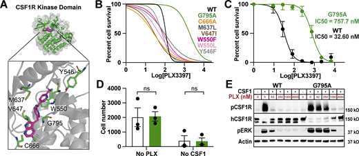Engineering an inhibitor-resistant CSF1R variant. (A) Model of hCSF1R-PLX3397 crystal structure (Tap et al., 2015), highlighting proximity of candidate variants to PLX3397 binding site (magenta) in kinase pocket (green). (B) PLX3397 inhibition curves for Ba/F3s transduced with CSF1R variants. G795A shown in green; WT shown in black. Representative experiment, repeated twice independently. Best fit lines generated from an average of three technical replicates. (C) Inhibition curves for WT and G795A expressing CIMs generated on the Csf1r−/− background. Curves plotted from mean values ± SEM calculated from three technical replicates from n = 3 independently derived lines per group. (D) Average cell counts per well ± SEM for G795A (green) and WT (white) differentiated CIMs from no PLX3397/no CSF1h conditions at assay endpoint in C. P values calculated using unpaired t test corrected for multiple comparisons using Bonferroni Dunn method. (E) Immunoblots showing pCSF1R Y723, total hCSF1R, pERK, and Actin expression in WT- and G795A-CIMs at a range of PLX3397 concentrations, 3 min following spike-in of 360 ng/ml CSF1h, annotated with mass of protein ladder (kD, on right). Representative of n = 3 independent experiments. Source data are available for this figure: SourceData F1. Refer to the image caption for details.