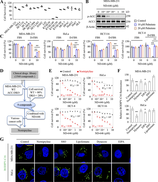 Identification of nortriptyline as an inhibitor of fatty acid uptake. (A) Inhibitory effects of ND-646 on different cancer cell lines. Cells were treated with or without ND-646 (10 μM) for 4 d. Data were presented relative to control cells without ND-646 treatment. (B) Western blots showing total and phosphorylated ACC1 levels in MDA-MB-231 cells treated with different concentrations of ND-646 for 24 h. (C) Survival of cancer cells in full FBS or delipidized FBS (D-FBS)–contained medium with or without 10 or 20 μM palmitate for 5 d. (D) Schematic showing fatty acid uptake inhibitor screen. (E) Inhibitory effects of ND-646 on cancer cells in the presence or absence of 10 μM nortriptyline for 4 d. (F and G) BODIPY-C16 uptake in MDA-MB-231 cells. Cells were pretreated with vehicle, nortriptyline (10 μM), dynasore (10 μM), EIPA (10 μM), SSO (100 μM) or lipofermata (1 μM) for 8 h, and then incubated with 2 μM BODIPY-C16 for 2 h (F) or 5 μM BODIPY-C16 for 1 h (G). BODIPY-C16 fluorescence was measured by a microplate reader (F). BODIPY-C16 (green) indicates fatty acid uptake, and DAPI staining (blue) indicates nuclei (G). Images in G were representative of at least three independent experiments. Data were from triplicate experiments (A, C, E, and F), and all experimental data were verified in at least two independent experiments. Error bars represent the mean ± SD. *, P < 0.05; **, P < 0.01; two-tailed Student’s t test. Scale bar = 10 μm. Source data are available for this figure: SourceData F1. Refer to the image caption for details.
