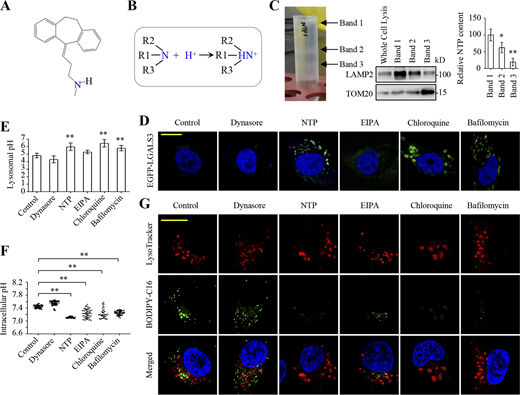 Nortriptyline blocks fatty acid uptake through lysosome-mediated cellular acidification. (A) Nortriptyline structure. (B) Schematic showing amines protonation in acidic macroenvironments. (C) MDA-MB-231 cells were pretreated with nortriptyline (10 μM) for 12 h, and then cell homogenates were fractionated by ultracentrifugation. Three fractionated bands (left panel) were collected. Equal sample volumes were used to measure LAMP2 and TOM20 by Western blotting, and nortriptyline was detected by LC-MS/MS (right panel). (D) Fluorescent puncta of MDA-MB-231/EGFP-LGALS3 cells treated with or without dynasore (10 μM), nortriptyline (10 μM), EIPA (10 μM), chloroquine (10 μM), or bafilomycin A1 (200 nM) for 30 min. (E) Lysosomal pH in MDA-MB-231 cells was quantified using LysoSensor Yellow/Blue DND-160. The lysosomotropic ratiometric fluorescence was measured by a microplate reader. Cells were treated with EIPA (10 μM), nortriptyline (10 μM), chloroquine (10 μM), or bafilomycin A1 (200 nM) for 1 h. (F) The pH in MDA-MB-231 cells treated as in E for 40 min was measured using SNARF-5F fluorescence ratio. Ratiometric fluorescence was measured by microscopy. (G) The co-localization of BODIPY-C16 and lysosomes in MDA-MB-231 cells incubated with 5 μM BODIPY-C16 for 55 min prior to 50 nM LysoTracker Red treatment for another 15 min. Images (D and G) were representative of at least three independent experiments. Data were from three independent experiments (C); quintuple experiments (E); or scored from at least 50 cells/experiment (F). All experimental data (E and F) were verified in at least two independent experiments. Error bars represent the mean ± SD. *, P < 0.05; **, P < 0.01; two-tailed Student’s t test. Scale bar = 10 μm. Source data are available for this figure: SourceData F3. Refer to the image caption for details.