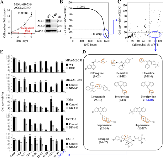 Fatty acid uptake inhibitor screen. (A) Representative Western blot analysis of CRISPR-Cas9–mediated knockout of ACC1 and ACC2 (DKO) in MDA-MB-231 clone (right). Cell growth assay for MDA-MB-231/ACC1/2-DKO clone in medium containing full FBS or delipidized FBS. (B) Inhibitory effects of drugs on MDA-MB-231 ACC1/2-DKO cells. The primary screen identified 141 drugs which inhibited cell survival at least to 70%. (C) Inhibitory effects of selected drugs in B on MDA-MB-231/WT and ACC1/2-DKO cells. The secondary screen identified nine drugs which inhibited ACC1/2-DKO cell survival at least to 80% and inhibited MDA-MB-231/WT no more than 20%. (D) The nine drugs from C. (E) Inhibitory effects of nine drugs (10 μM) on MDA-MB-231/ACC-DKO, and also MDA-MB-231, HeLa, HCT116, and HCT-8 cells with or without 10 μM ND-646. Cells were treated for 4 d. The third screen identified one drug which synergistically killed cells in combination with ND-646 across cell lines. Data were from triplicate experiments (A and E), and all experimental data were verified in at least three independent experiments. Error bars indicate the mean ± SD. Source data are available for this figure: SourceData FS2. Refer to the image caption for details.