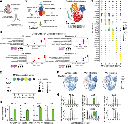 scRNA-seq analysis of oral fibroblasts and Prx1+cells in steady state. (A) Experimental diagram for scRNA-seq analysis of oral mucosa derived from the hard palate of C57BL/6 mice. (B) Left, UMAP plot of CD45− gingival cells isolated from 8-wk-old mice. Right, UMAP plot of oral fibroblast clusters, selected based on putative extracellular matrix gene expression. (C) Dot plot showing enriched expression of top five genes from each six oral fibroblast clusters. (D) GO analysis for fibroblast clusters 1–4, truncated to five biological processes. Full list is provided in Table S1. (E) Dot plot showing enrichment of mesenchymal progenitor cell–associated genes Prrx1, Mx1, Lepr, and Axin2 in oral fibroblast clusters. (F) Gene module scores for Wnt activator, inhibitor, and receptor genes. (G) Violin plots of Wnt-associated genes significantly upregulated in cluster 4, as determined by Wilcoxon rank-sum analysis. (H) Real-time qPCR of cluster 4–specific genes (Prrx1, Sfrp2, Wif1, Slpi) comparing GFP+ Prx1+ fibroblasts versus GFP− fibroblasts sorted from the anterior palate of Prx1eGFP mice. Data represent mean ± SEM. Fold changes in mRNA expression (N = 3 mice) from three independent experiments are shown. Student’s t test; **P < 0.01, ***P < 0.001. Refer to the image caption for details.