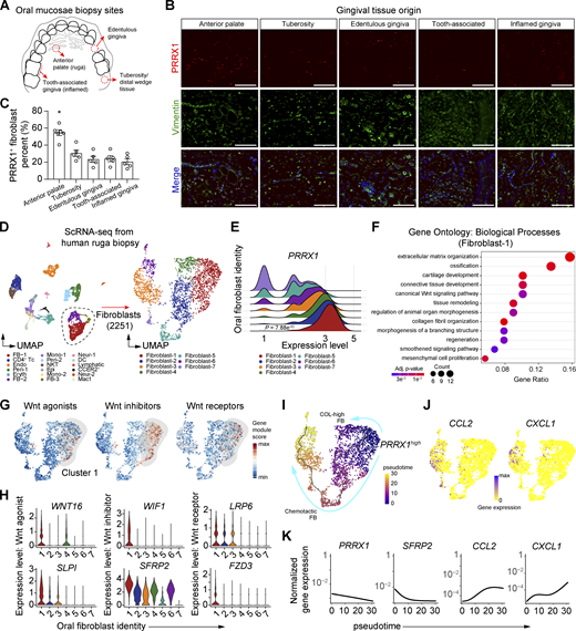 Transcriptomic profile and spatial distribution of human Prx1+oral fibroblasts. (A) Graphical diagram of human oral biopsy locations from the occlusal view of maxilla. (B) Representative immunofluorescent images of each oral biopsy specimen stained with PRRX1 (red) and vimentin (green) antibodies. Scale bar, 100 μm. N = 5–6 human specimen per group for a total of 26 specimens, three independent experiments. (C) Quantification of PRRX1+vimentin+ spindle-shaped cell percentage per total spindle-shaped fibroblasts. Each dot represents one human specimen, and data represent mean ± SEM. N = 5–6 specimens for a total of 26 samples, three independent experiments. One-way ANOVA and Tukey’s post-hoc test; *P < 0.05. (D) UMAP of single cells derived from the anterior rugae of human oral biopsy (left) and fibroblast sub-clusters (right). (E) Ridge plot of PRRX1 gene expression from oral fibroblast subclusters. (F) GO analysis for biological processes of PRRX1-enriched fibroblast cluster 1. Full list is provided in Table S4. (G) Gene module scores for Wnt activator, inhibitor, and receptor genes. (H) Violin plots of Wnt-associated genes significantly upregulated in cluster 1, as determined by Wilcoxon rank-sum analysis. (I) Monocle-based trajectory and pseudotime calculation of fibroblast subclusters with PRRX1high selected as a starting node. (J) Feature plot of single-cell expression of CCL2 and CXCL1 in oral fibroblast clusters. (K) Normalized gene expression of PRRX1, SFRP2, CCL2, and CXCL1 along calculated pseudotime.