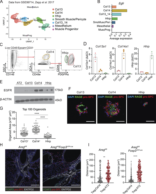 Treg cells co-localize with Col14+lung mesenchymal cells that express EGFR and support alveolar organoid growth. (A) UMAP projection of reanalyzed scRNA-Seq dataset from Zepp et al. 2017 (GSE99714) of lung mesenchyme from 6-wk-old C57BL/6 mice. (B) Average Egfr expression across lung mesenchymal cell subsets from A. (C) Gating strategy for lung mesenchymal cells isolated from C57BL/6 mice informed by dataset in A. Pre-gated on live (Sytox–) CD45–Epcam–CD31– cells. (D) Confirmation of marker gene expression of FACS-sorted Col13+, Col14+, and Hhip+ by qPCR, normalized to Hprt. Data represented as mean ± SEM. (E) Immunoblot for EGFR expression in sorted AT2 and mesenchymal subsets. Protein input normalized by Bradford assay and validated by staining for β-actin (bottom panel). Representative data from one of two independent experiments shown. (F and G) Alveolar organoids grown in the presence of individually sorted lung mesenchymal populations assessed by (F) immunofluorescence imaging of organoids stained for pro-SPC (AT2) and RAGE (AT1), with DAPI nuclear staining (blue), and (G) size quantification of the top 100 organoids in each culture condition. Scale bar in F = 50 μm; data in G represented as mean ± SEM, statistical significance evaluated by one-way ANOVA (**** P < 0.0001). Shown are representative data from two independent experiments for Col13+ and Col14+ mesenchymal cells, and one experiment for Hhip+. (H) Immunofluorescence imaging of Treg cells (green) in proximity to pro-SPC+ AT2 (red) and ENTPD2+ Col14+ cells in Aregfl/fl (left) and Aregfl/flFoxp3YFP-cre (right). Scale bar = 200 μm. (I) Quantification of H, with the distance of Treg to AT2 or Treg to Col14 calculated by k-nearest neighbor analysis in Aregfl/fl (left) and Aregfl/flFoxp3YFP-cre (right). Data represented as mean ± SEM; statistical significance evaluated by two-tailed unpaired Student’s t test (** P < 0.01, **** P < 0.0001). Source data are available for this figure: SourceData F5.
