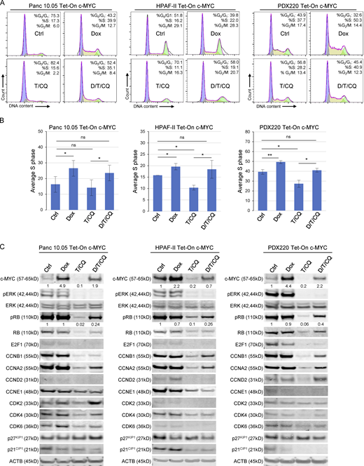 Elevated c-MYC expression prevents T/CQ-mediated cell cycle arrest. (A) Representative cell cycle histograms with percentages of cells in G0/G1, S, and G2/M phases are shown for Panc 10.05, HPAF-II, and PDX220 cells expressing Tet-On c-MYC. Cells were treated for 7 d with DMSO (Ctrl), 2 μg/ml Dox, trametinib (T, at 5–100 nM) and CQ (at 5–20 μM; T/CQ), or D/T/CQ. (B) Average percentage of cells in S phase for Tet-On c-MYC–expressing Panc 10.05, HPAF-II, and PDX220 cells that were treated as above (n = 3 from two independent experiments for each cell type, mean ± SEM). *, P < 0.05; **, P < 0.01; Student’s two-sided t test. (C) Immunoblot analysis of lysates generated from Tet-On c-MYC–expressing cells that were treated as above (n = 1 for each cell type). Lysates were blotted for c-MYC, pERK1/2 (phospho-T202/Y204), ERK1/2, pRB (phospho-S807/S811), RB, E2F1, CCNB1, CCNA2, CCND2, CCNE1, CDK2, CDK4, CDK6, p27KIP1, p21CIP1, and ACTB. Densitometry quantitation of c-MYC and pRB protein levels normalized to actin are shown. Source data are available for this figure: SourceData F3. Refer to the image caption for details.