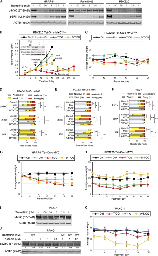 Trametinib reduces c-MYC expression in human PDAC cells.(A) HPAF-II, Panc 10.05, and PDX220 lysates were blotted for c-MYC, pERK1/2, and ACTB after treatment with the indicated concentrations of trametinib for 48 h (n = 1 for HPAF-II and Panc 10.05, n = 2 for PDX220). (B and C) c-MYCT58A expression mediates T/HCQ resistance in PDAC. The tumor volumes of PDX220 expressing Tet-On c-MYCT58A are shown. Inset depicts representative immunoblot analysis of c-MYC, pERK1/2, ERK1/2, and ACTB in cells before injection into mice. Cells were treated with DMSO (first column), 2 μg/ml Dox, 100 nM trametinib (T), and 20 μM CQ, or the combinations thereof, for 48 h. Tumor-bearing mice were treated with: (1) corn oil (control, n = 6); (2) 625 mg/kg Dox chow (n = 6); (3) 1 mg/kg trametinib and 50 mg/kg CQ (T/CQ, n = 6); or (4) the triple combination of Dox, trametinib, and CQ (D/T/CQ, n = 6), where n equals the number of mice. Tumor volumes were assessed over 33 d and arrows denote start of treatments, including when Dox was started or stopped after treatment initiation. Lines are the mean tumor volumes ± SEM. *, P < 0.01; **, P < 0.005; ***, P < 0.0005 by Student’s two-sided t test. Average mouse weights for each treatment group with xenografted PDX220 Tet-On c-MYCT58A are shown in C. Error bars represent SEM. (D–F) Quantitation of IHC performed on xenografts shown in Fig. 2, taken from three regions of stained tumor sections. ns, not significant; *, P < 0.05; **, P < 0.005; ***, P < 0.0005; ****, P < 0.0001 by two-way ANOVA. (G and H) Mouse weights for each xenografted cell type (G, HPAF-II Tet-On c-MYC; H, PDX220 Tet-On c-MYC) were averaged. Error bars represent SEM. (I and J) Alisertib combined with trametinib reduces c-MYC expression in PANC-1 cells. PANC-1 lysates were blotted for c-MYC and ACTB after treatment with trametinib and/or alisertib for 48 h at the indicated concentrations. Representative blots from two (for I) and five (for J) independent experiments are shown. (K) Mouse weights of xenografted PANC-1 were averaged. Error bars represent SEM. Source data are available for this figure: SourceData FS1.