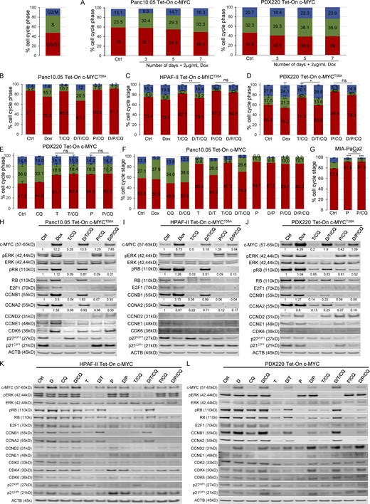 c-MYC expression drives cell cycle progression. (A) Tet-On c-MYC–expressing PDX220 or Panc 10.05 cells treated with vehicle or 2 μg/ml Dox for 3, 5, or 7 d were assessed for cell cycle. Bar graphs show representative data from two independent experiments for PDX220 and one experiment for Panc 10.05. (B–D) c-MYCT58A reactivates the cell cycle in the face of T/CQ co-treatment, but not P/CQ co-treatment. Percentage of cells in each cell cycle phase in (B) Panc 10.05 (n = 1 from one independent experiment), (C) HPAF-II (n = 3 from one experiment), or (D) PDX220 cells (n = 1 from three independent experiments) expressing Tet-On c-MYCT58A are depicted. Cells were treated for 7 d with DMSO (Ctrl), 2 μg/ml Dox, 10–100 nM trametinib and 10–20 μM CQ (T/CQ), D/T/CQ, 2.5 μM palbociclib and 10–20 μM CQ (P/CQ) or D/P/CQ and cell cycle phase was quantitated. Bars represent mean percent cell cycle phase ± SEM. *, P < 0.05; **, P < 0.05; ns, not significant by Student’s two-sided t test. (E) CQ co-treatment does not significantly affect cell cycle status in trametinib- or palbociclib-treated PDAC cells. PDX220 Tet-On c-MYC cells were treated with vehicle control (Ctrl), CQ (20 μM), trametinib (T, 100 nM), palbociclib (P, 2.5 μM), T/CQ, or P/CQ for 7 d and processed for cell cycle analysis (n = 1 from two independent experiments, mean ± SEM). ns, not significant by Student’s two-tailed t test. (F) Panc 10.05 cells expressing Tet-On c-MYC were treated for 7 d with DMSO (Ctrl), CQ (20 μM), trametinib (T, 100 nM), or palbociclib (P, 2.5 μM) or the combinations (T/CQ and P/CQ), and with or without Dox (D, 2 μg/ml; n = 1). (G) Cell cycle profiles were assessed in MIA-PaCa2 cells after treatment with palbociclib with and without CQ co-treatment. A Student’s two-tailed t test was utilized in order to determine statistical significance of G0/G1 phase between the DMSO control and the experimental groups as well as between the experimental groups in one experiment (n = 3). ns, not significant; ***, P < 0.001. (H–J) c-MYCT58A expression elevates pRB, cyclinB1, and cyclinA2 expression in the face of trametinib and CQ, but not P/CQ co-treatment. Representative immunoblot analysis of Tet-On c-MYCT58A expressing Panc 10.05 (H), HPAF-II (I), and PDX220 (J) cells that were treated as in B–D (from three independent experiments). Lysates were blotted for c-MYC, pERK1/2, ERK1/2, pRB, RB, E2F1, CCNB1, CCNA2, CCND2, CCNE1, CDK6, p27KIP1, p21CIP1, and ACTB. (K and L) c-MYCWT elevates pRB, cyclinB1, and cyclinA2 expression in the face of T/CQ, but not P/CQ. Representative immunoblot analysis of Tet-On c-MYC HPAF-II and PDX220 cells that were treated as above (from two independent experiments for HPAF-II and n = 1 experiment for PDX220). Lysates were blotted for c-MYC, pERK1/2, ERK1/2, pRB, RB, E2F1, CCNB1, CCNA2, CCND2, CCNE1, CDK2, CDK4, CDK6, p27KIP1, p21CIP1, and ACTB. Source data are available for this figure: SourceData FS2. Refer to the image caption for details.