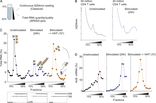 SPEED analysis as a novel polysome profiling approach. (A) Polysome profiling approach using sucrose gradients to physically stratify cellular cytosolic lysates. Classically, continuous absorbance at 254 nm (A254 nm) is used to assess monosome and polysome positions. SPEED utilizes analysis of the quantity and quality of total RNA from each fraction, making it amenable for ultra-low biological input that is below the detection limit of A254 nm reading. (B) Indicated numbers of bulk CD4 T cells were left unstimulated or stimulated with equal number of anti-CD3/CD28 beads for 24 h and subjected for classical polysome profiling using A254 nm reading to obtain polysome traces. (C) Same samples from B but equivalent to 500,000–1 million activated CD4 T cells and 2–3 million unstimulated CD4 T cells were subjected for polysome fractionation. No A254 nm traces were obtained. Total RNA was extracted from each sucrose fractions and quantified to plot total RNA percent distribution across fractions. Total RNA quality was assessed using Bioanalyzer (bottom Bioanalyzer results; only fractions #1–11 were analyzed since each RNA pico chip can analyze 11 samples at a time). (D) Equal volume of RNA from each fraction was reverse transcribed into cDNA and Actb mRNA levels were quantified using qPCR. The percent Actb mRNA across fractions was quantified and plotted. Red dashed line indicates fraction #12 in each sample. Source data are available for this figure: SourceData F2. Refer to the image caption for details.