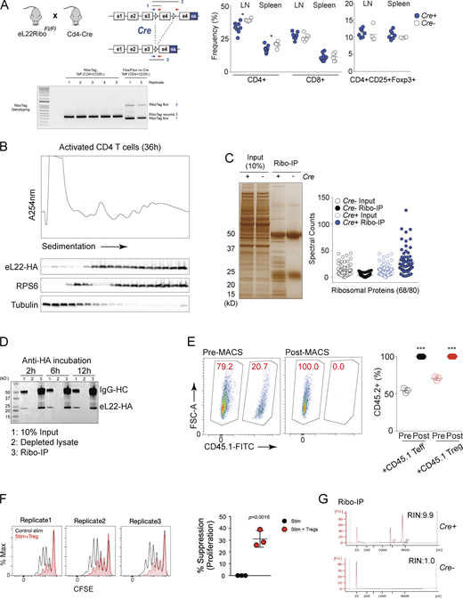 Preparation of the samples from RiboTag mice. (A) Genomic DNA was isolated from CD4+CD25− Teff cells from Cd4Cre-positive and -negative animals to assess RiboTag allele recombination efficiency. Three primers were used to amplify (1) RiboTag flox-small, (2) RiboTag flox-large, and (3) RiboTag recombined amplicons to assess recombination efficiency. In purified CD4+CD25− Teff cells from Cd4Cre-positive animals, we detect near 100% recombination efficiency. Non-recombined RiboTag mice (Rpl22Tag) and CMV-Cre mediated whole-body recombined RiboTag mice (Rpl22HA/+) were compared for the thymic cellularity and splenic CD4, CD8 T cells and Foxp3+CD25+ Tregs. (B) Bulk CD4 T cells from T-Ribo mice were activated and subjected for fractionation on a 15–60% sucrose gradient. Proteins were precipitated from sucrose fractions and immunoblotted using anti-HA, anti-RPS6, and anti-tubulin. (C) Samples from RPL22ΔT/+ show highly specific enrichment for RPs (9–52 kD range) as well as high molecular weight proteins that represent ribosome- associated proteins (confirmed by MS analysis). Absolute spectral counts for all RPs identified (68 out of 80). (D) Purified CD4+ T cell samples from RPL22ΔT/+ were subjected for Ribo-IP along with control T cells to show background immunoprecipitation. (E) CD45.1 congenically labeled Foxp3-YFP+ Tregs and Foxp3-YFP− Teff cells were co-cultured with CD45.2 CD4 Teff cells from T-Ribo mice. After 24 h of stimulation, CD45.1+ cells were positively selected using MACS using CD45.1-FITC microbeads. Pre- and post-MACS CD45.2+ percentage is plotted for all experiments. (F) Suppression of CD4 Teff cells by Tregs was measured using CFSE 72 h after stimulation. (G) Specificity of Ribo-IP was tested using CD4 Teff cells from T-Ribo mice and Cre− control mice. After Ribo-IP, captured total RNA was measured using Bioanalyzer (RNA pico kit). *, P < 0.05; ***, P < 0.001. Source data are available for this figure: SourceData FS2.